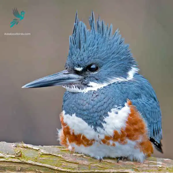 Belted Kingfisher close up