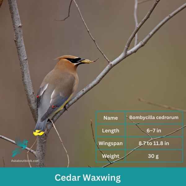 Cedar Waxwing attributes 1