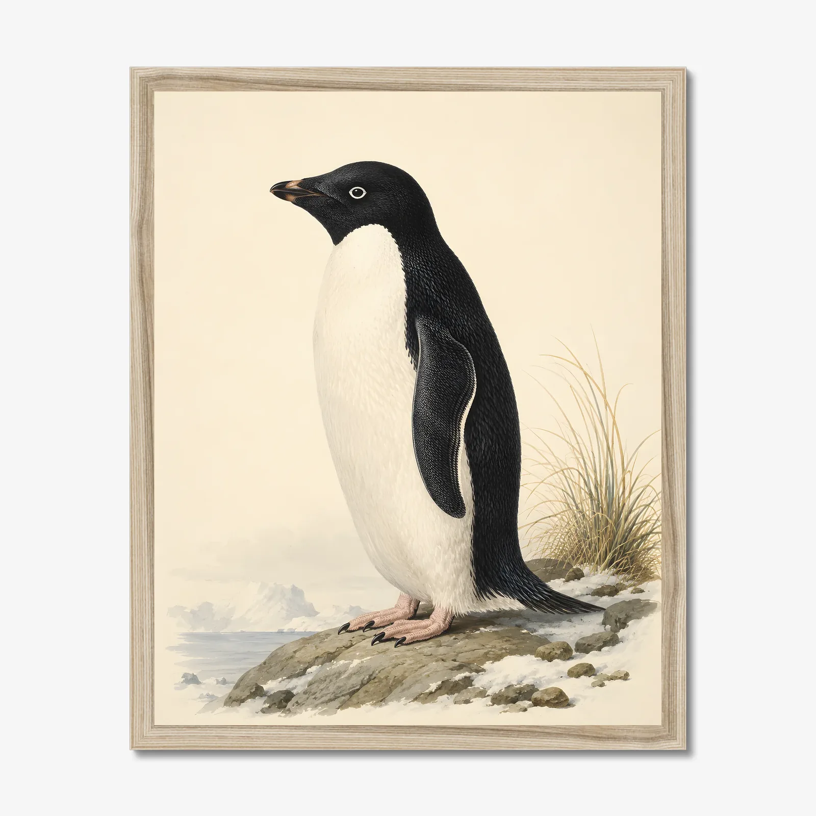 Adelie Penguin Print in a natural frame
