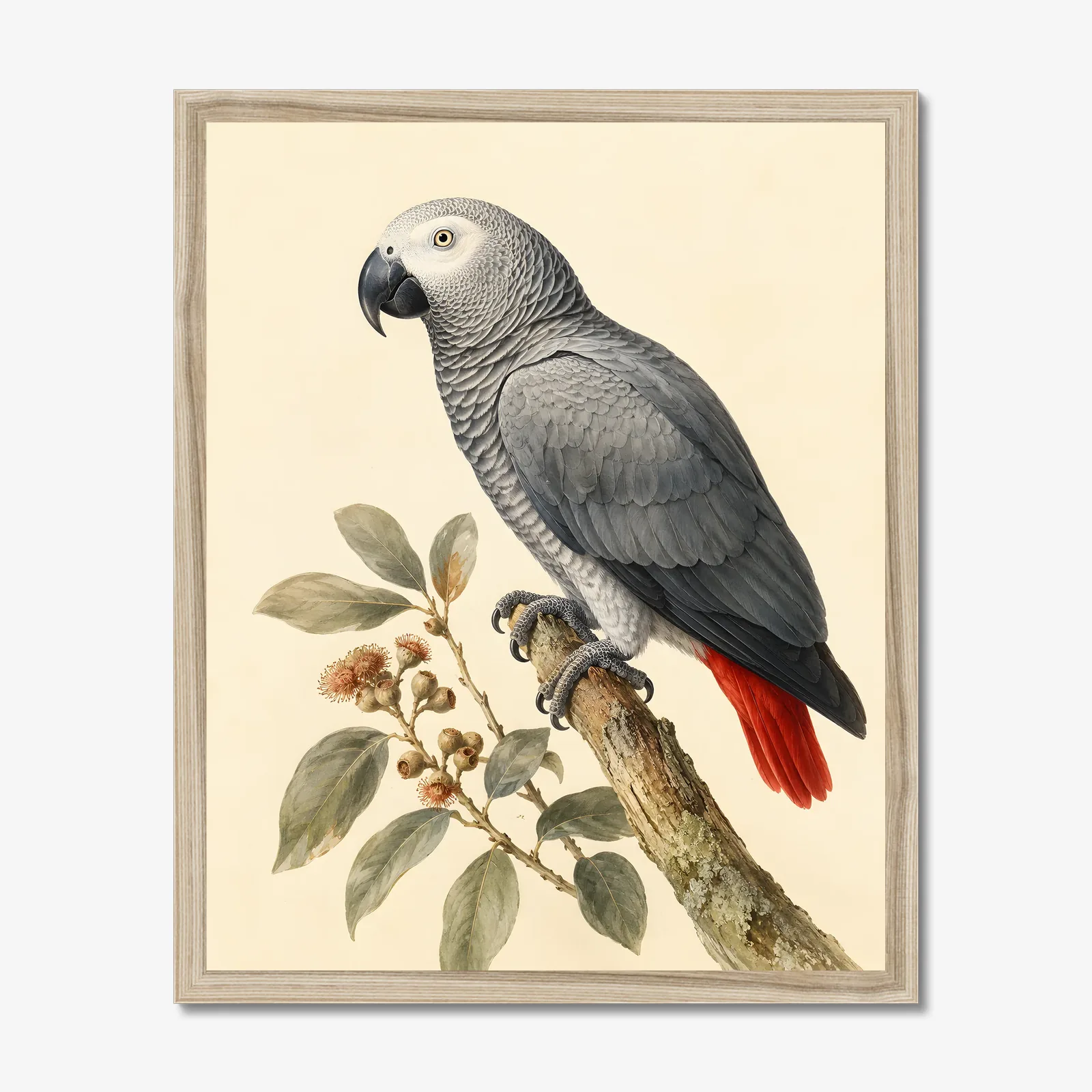African Grey Parrot Print in a natural frame
