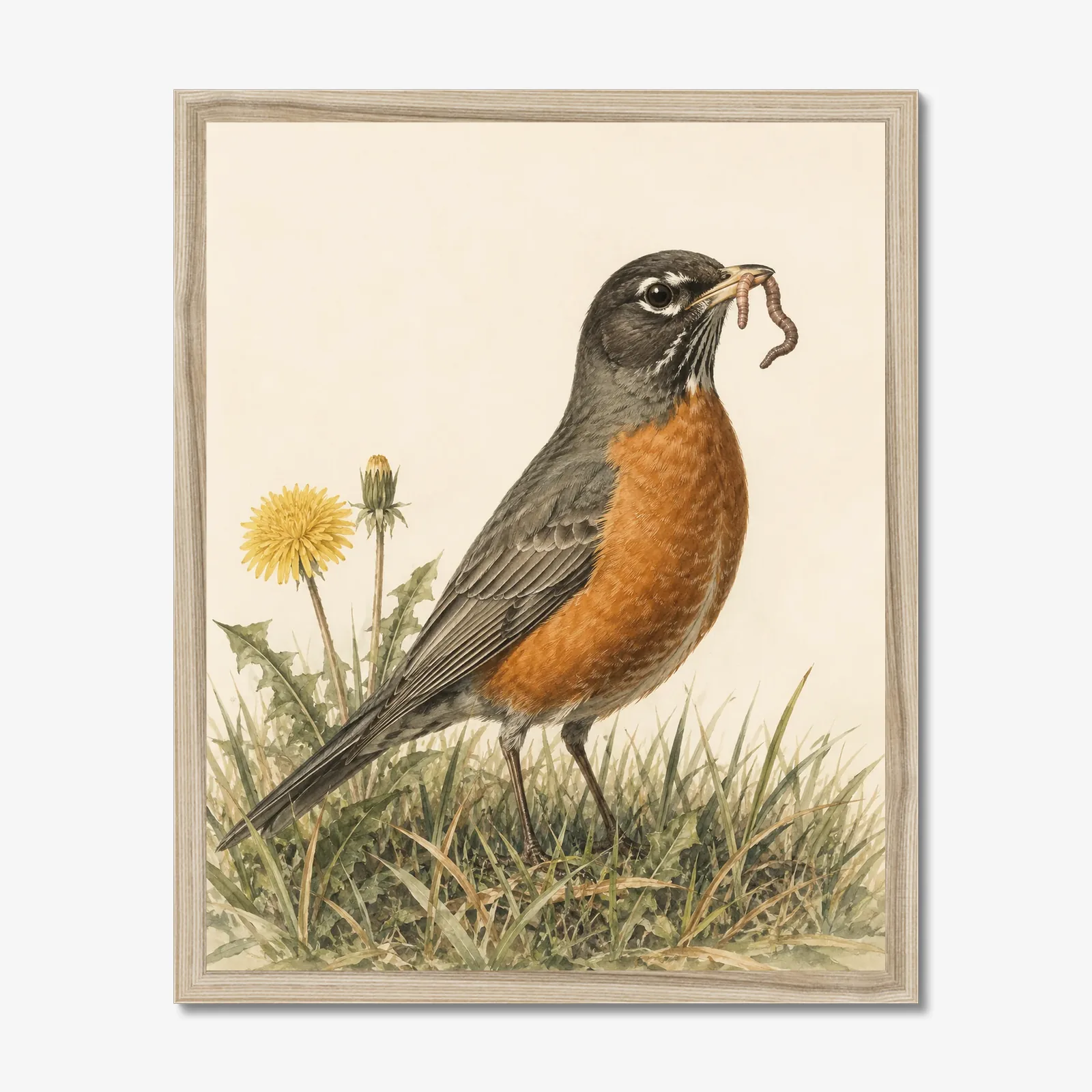 American Robin Print in a natural frame