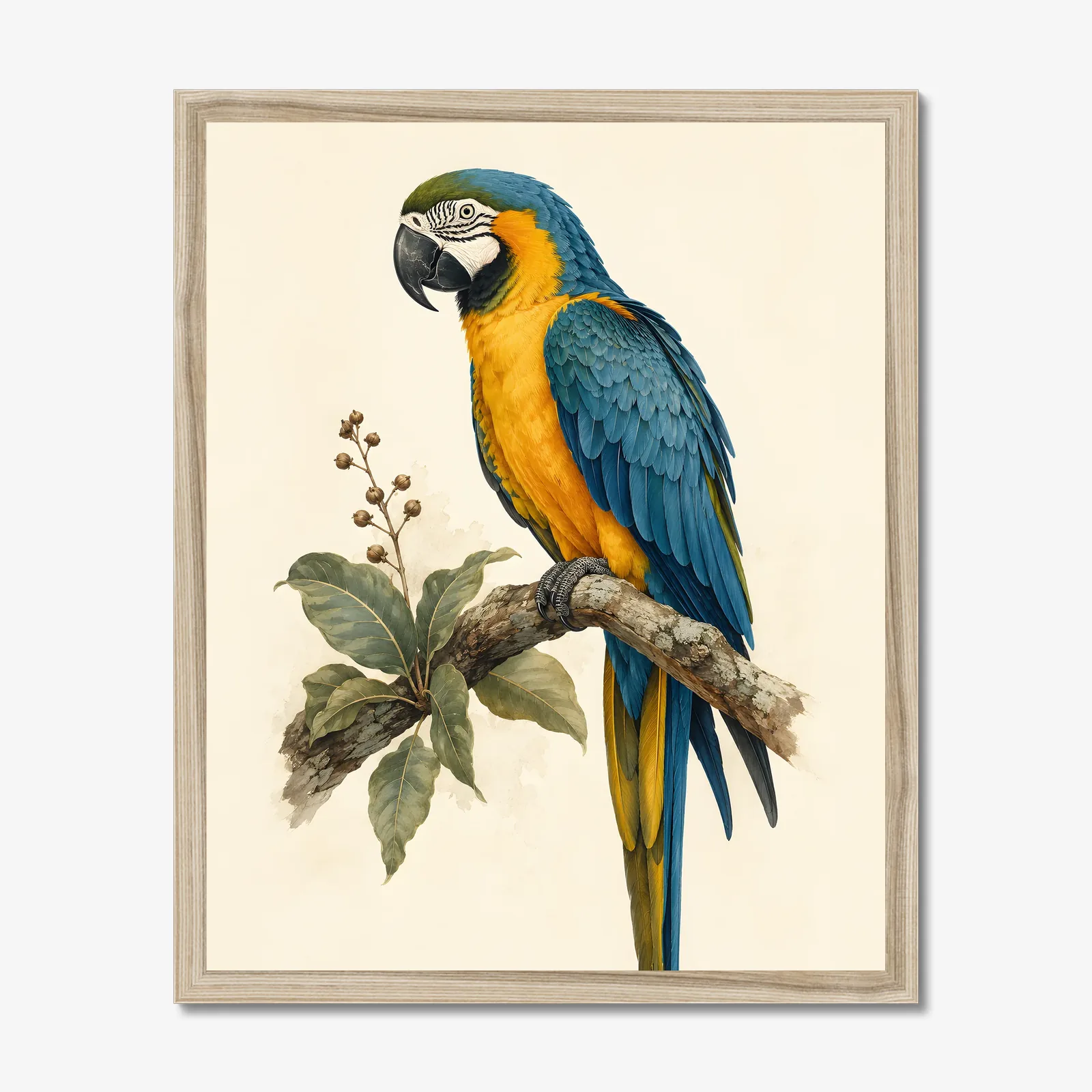 Blue-and-Gold Macaw Print in a natural frame