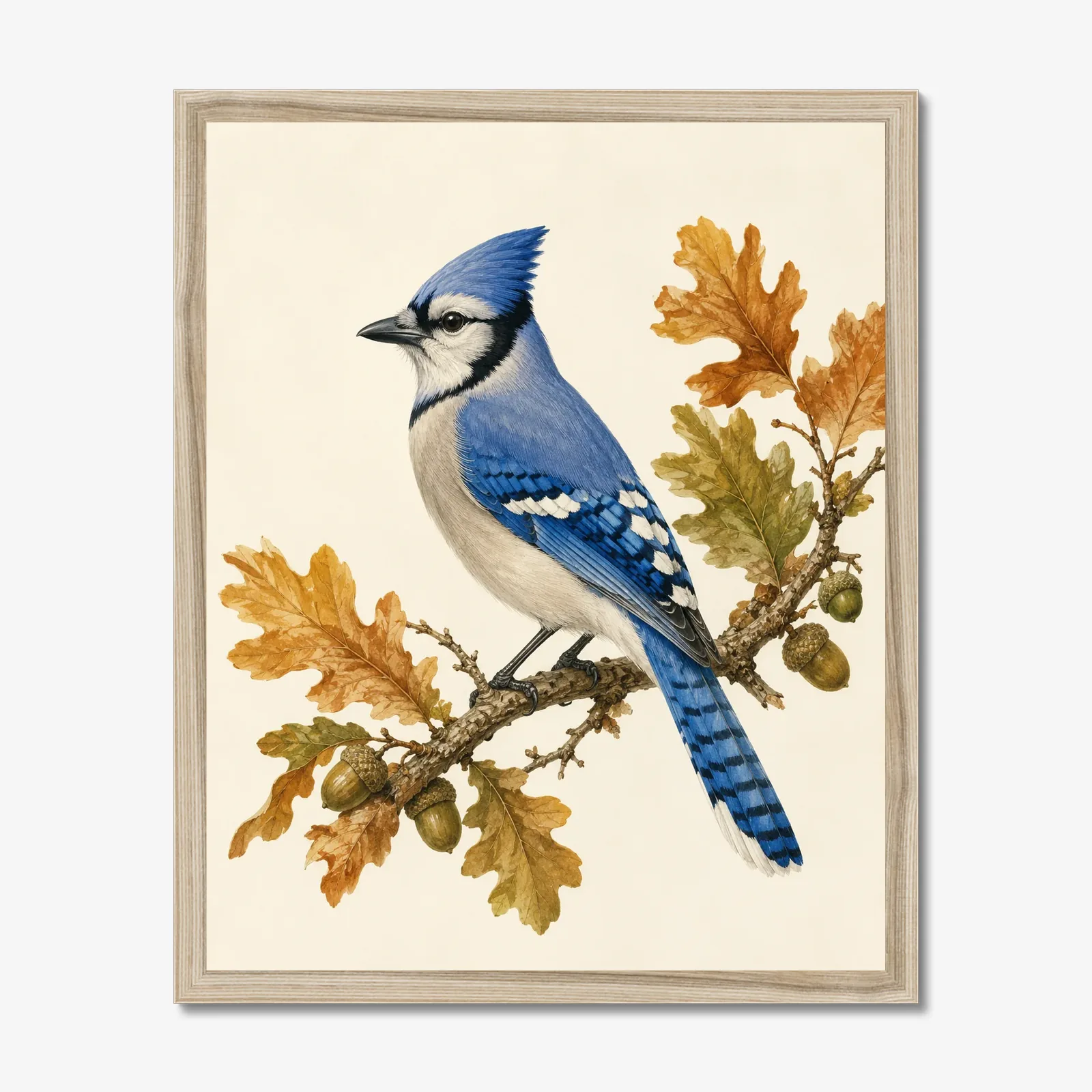 Blue Jay Print on Autumn Oak in a natural frame
