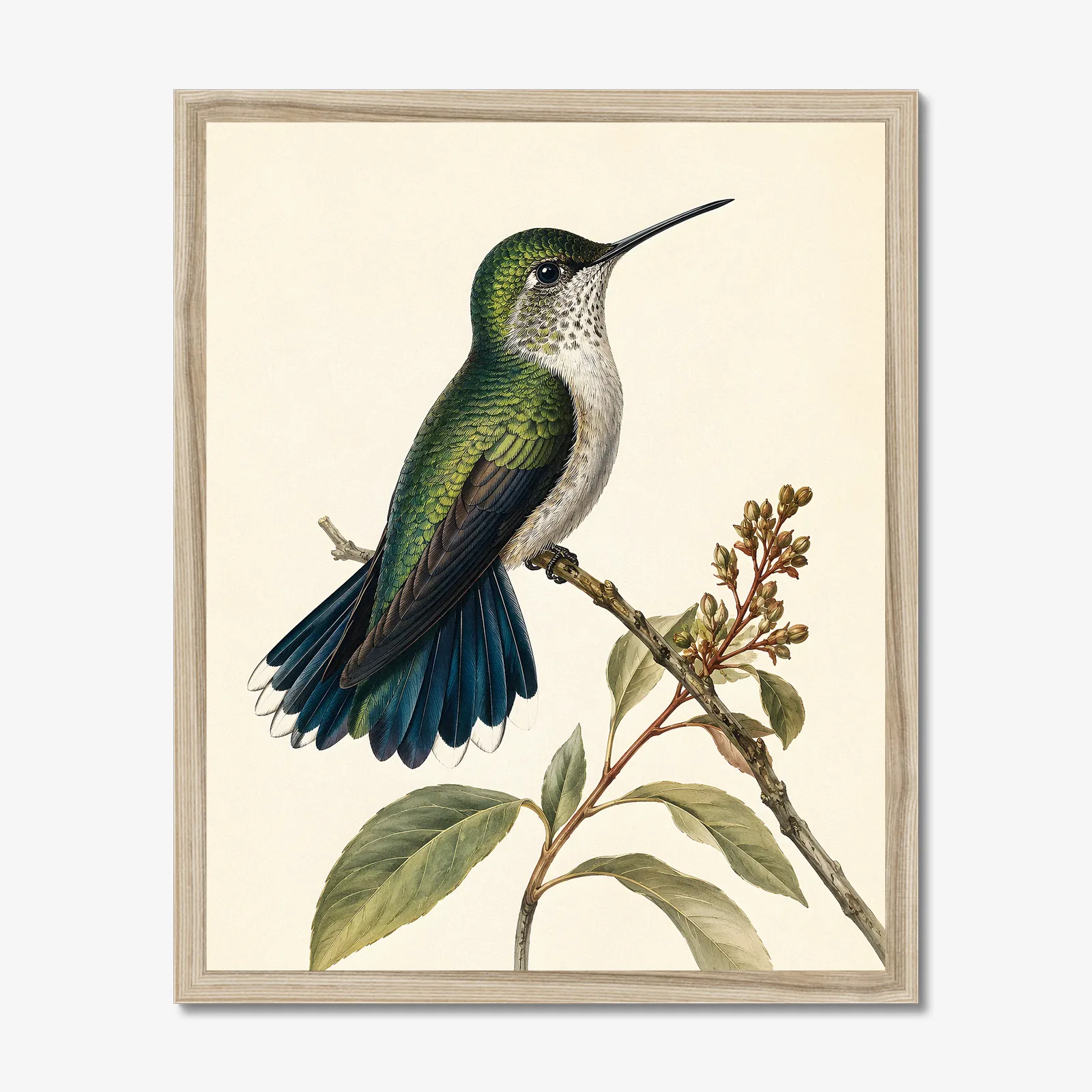 Broad-tailed Hummingbird Print in a natural frame