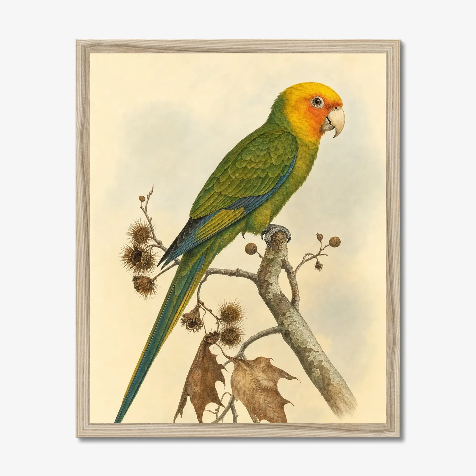 Carolina Parakeet Print in a natural frame
