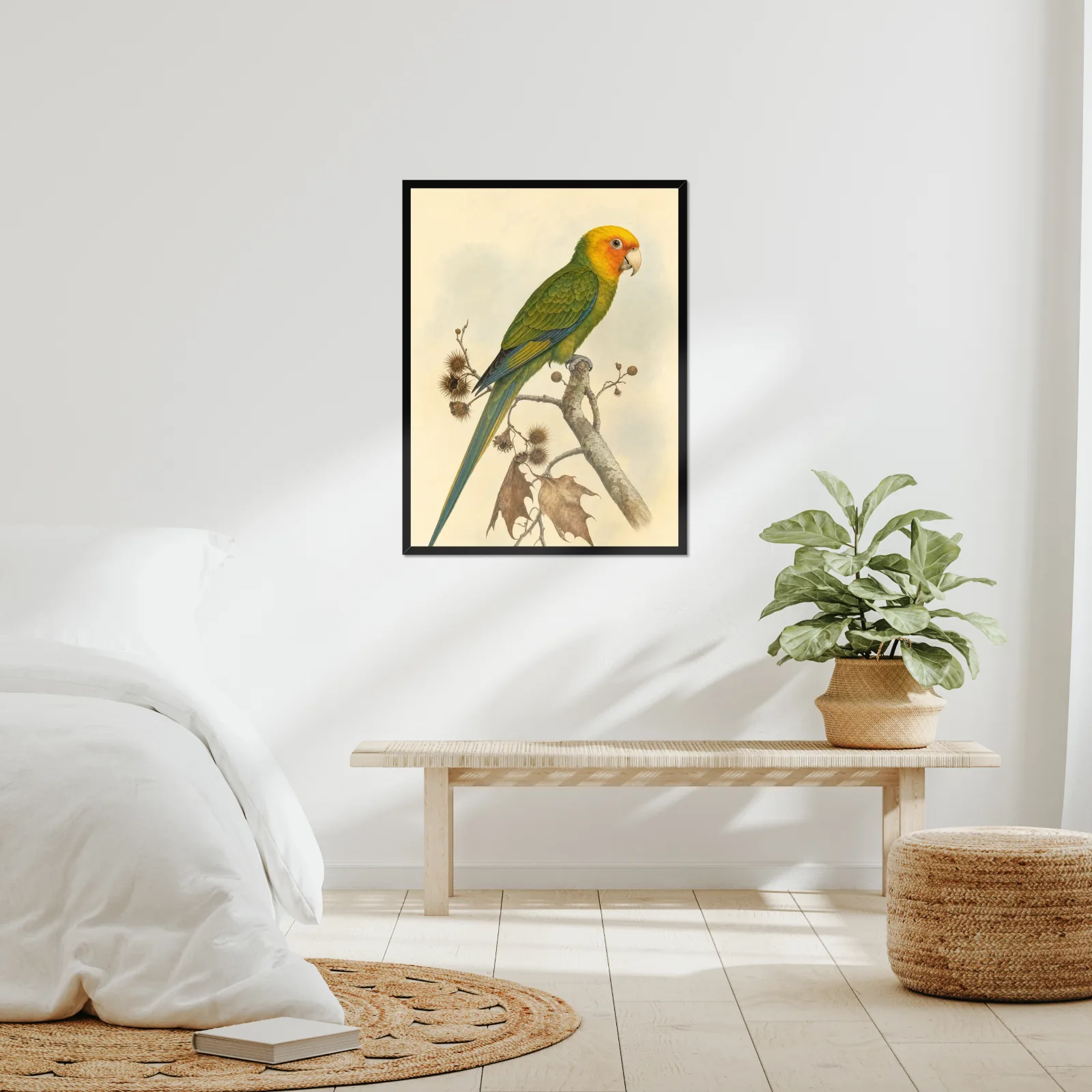 Carolina Parakeet Print framed at 24x30 inches, shown on a wall to scale