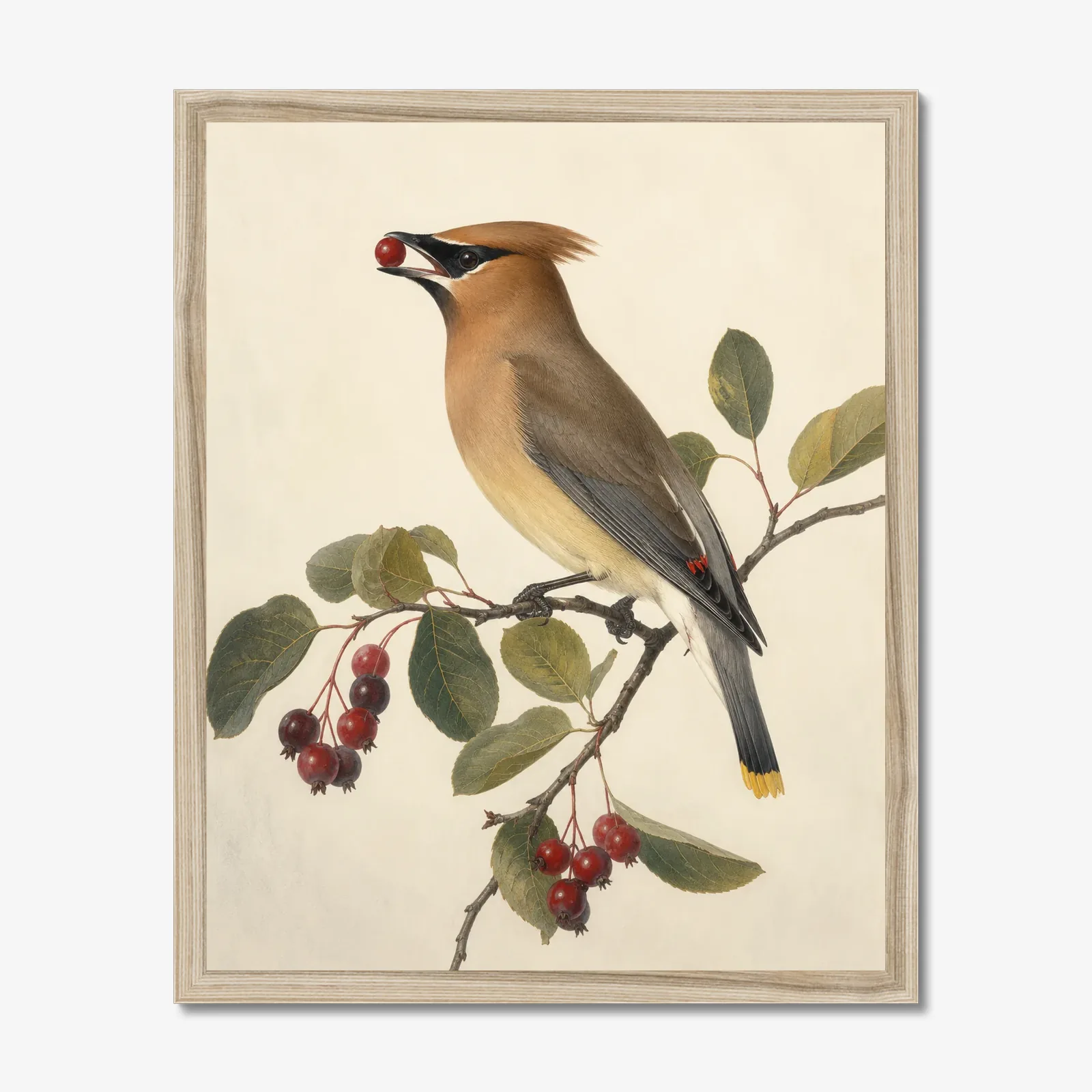 Cedar Waxwing Print - On Berry Branch in a natural frame