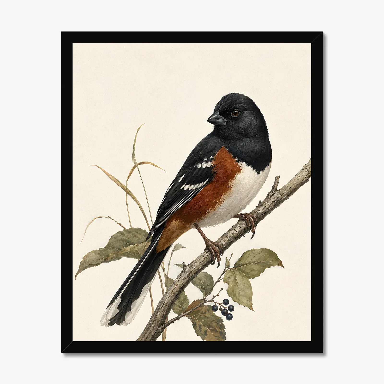 Eastern Towhee Print in a black frame