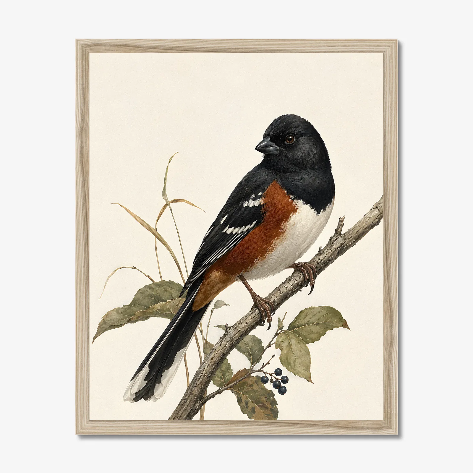 Eastern Towhee Print in a natural frame