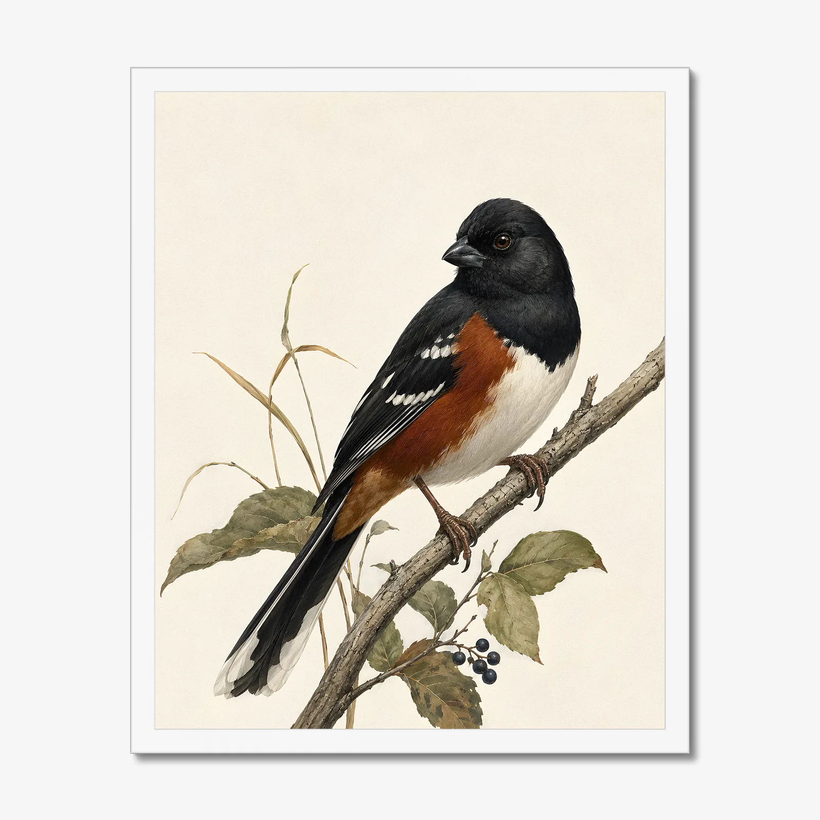 Eastern Towhee Print in a white frame