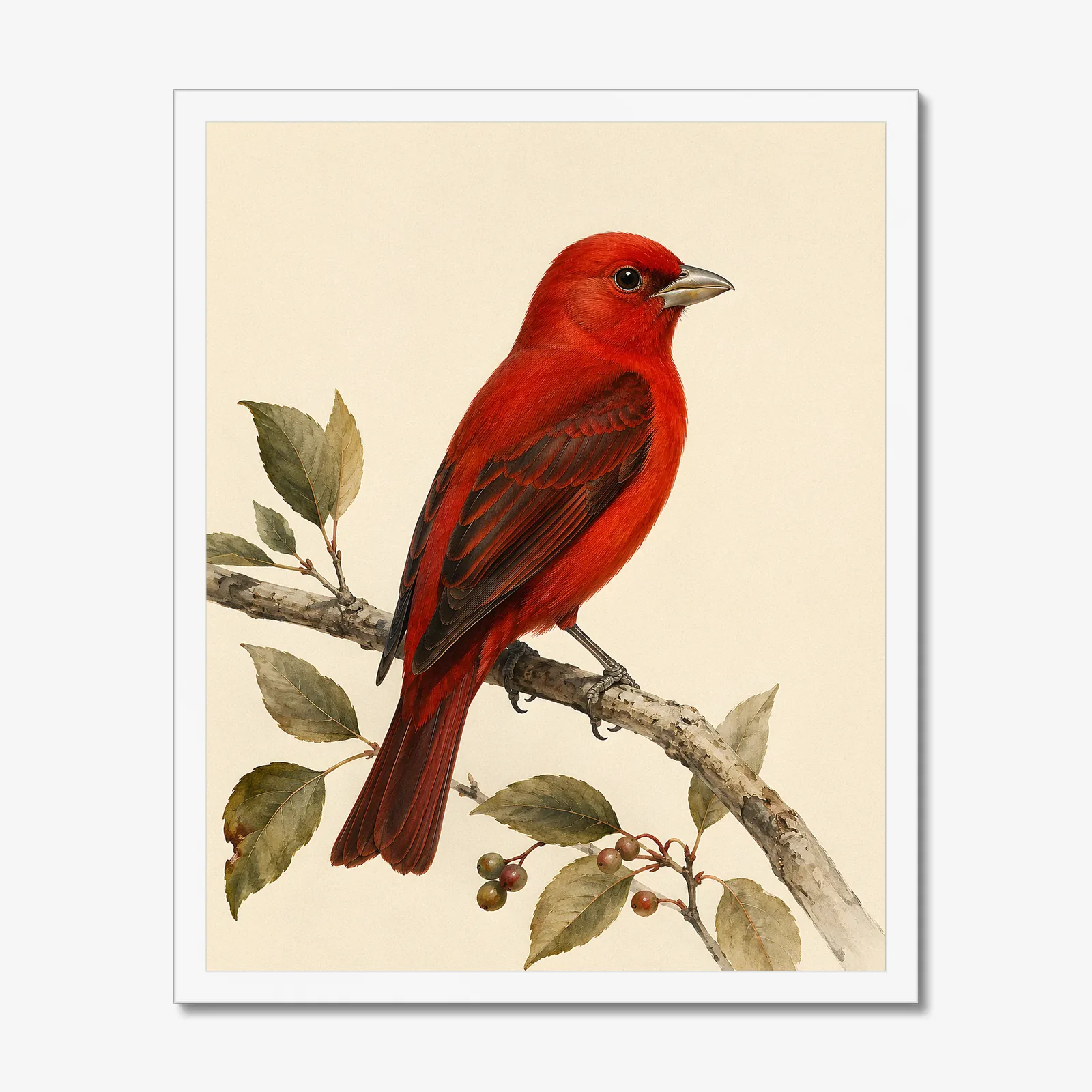 Hepatic Tanager Print in a white frame
