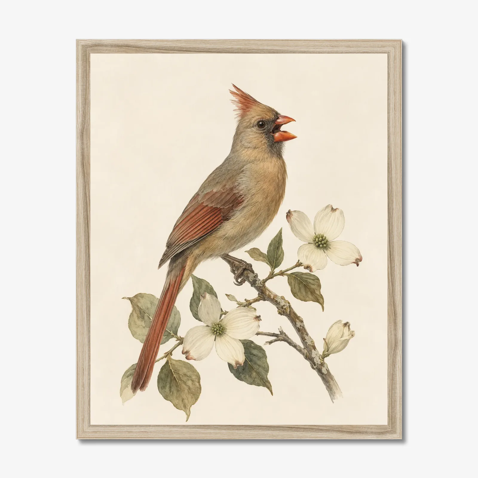 Northern Cardinal Print - Female Perched in a natural frame