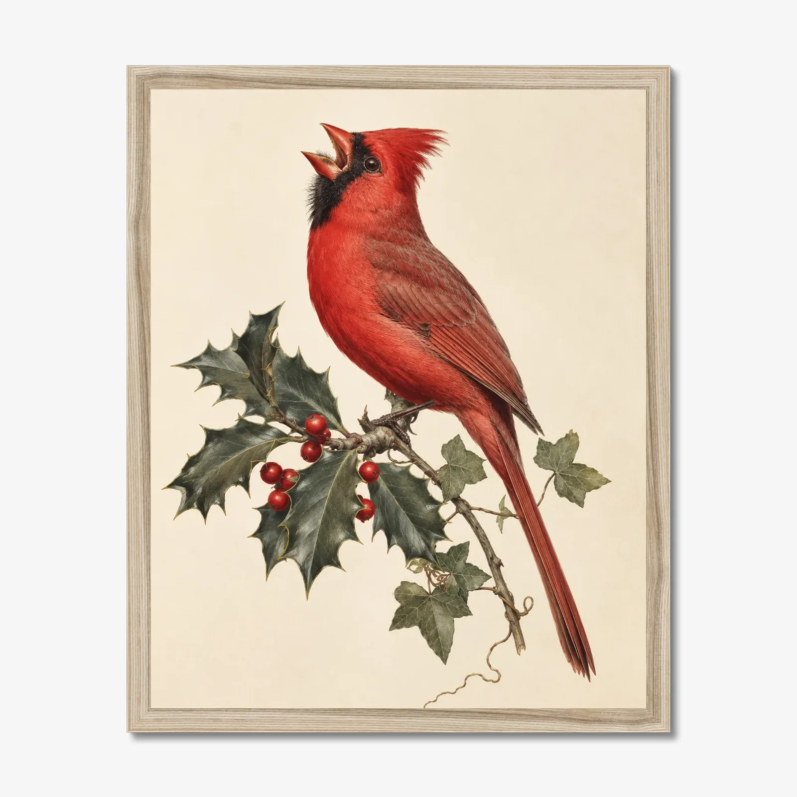 Northern Cardinal Print - Male on Christmas Holly in a natural frame