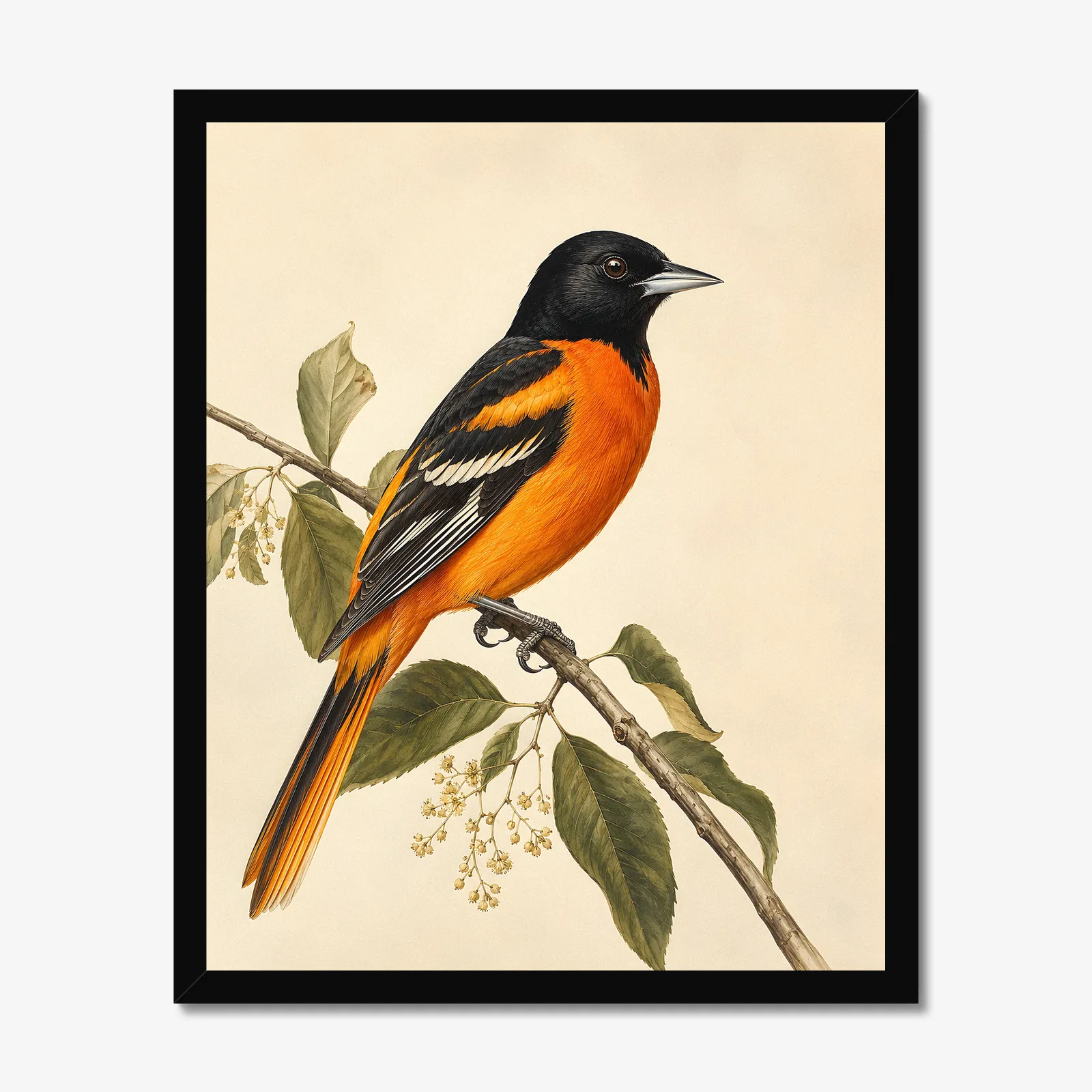 Orchard Oriole Print in a black frame
