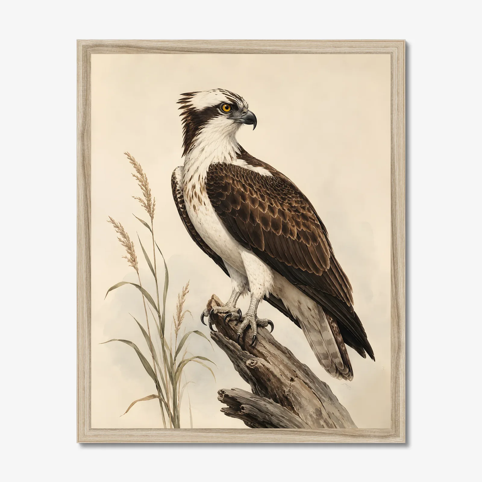 Osprey Print in a natural frame