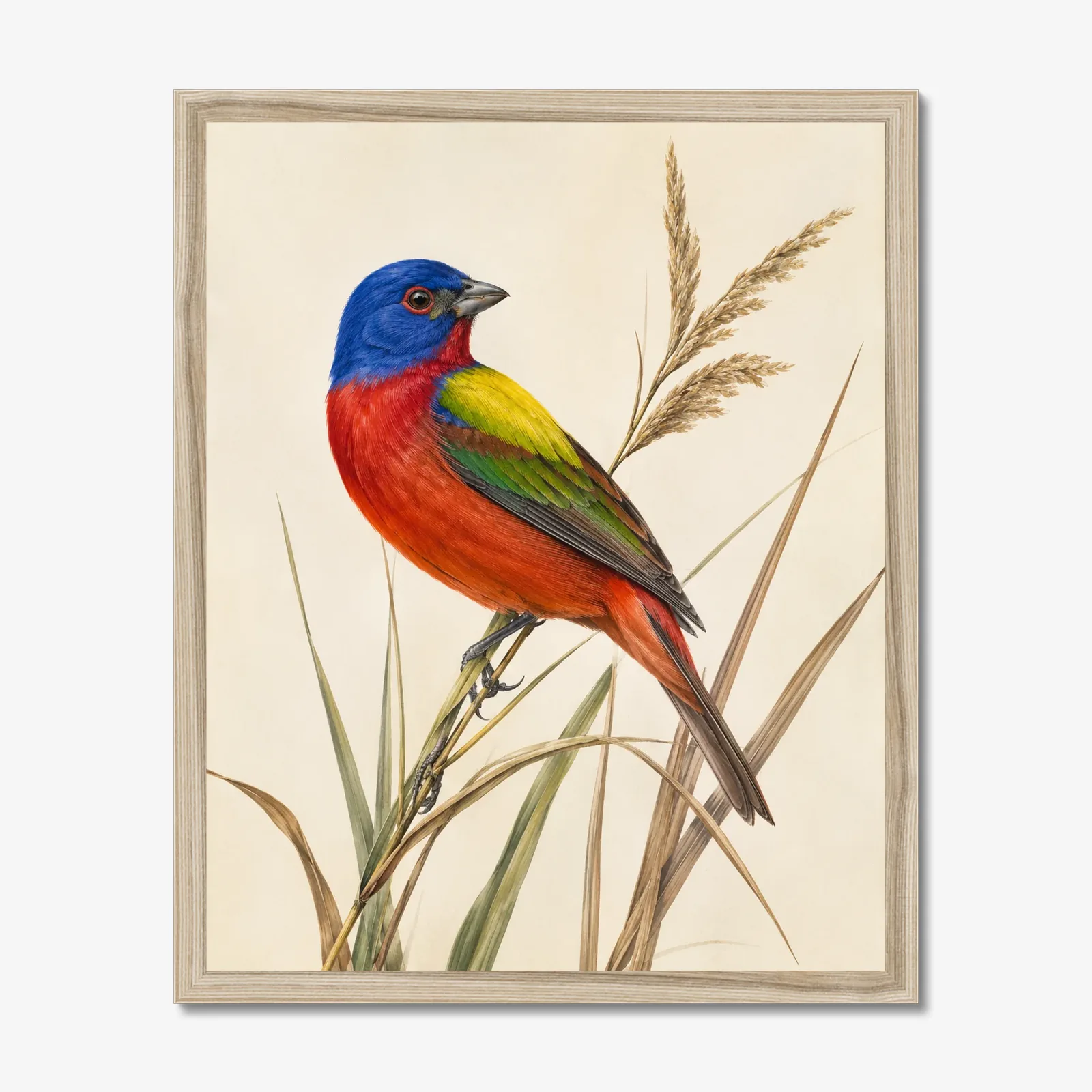 Painted Bunting Print - Colorful Audubon-Inspired Bird Wall Art in a natural frame