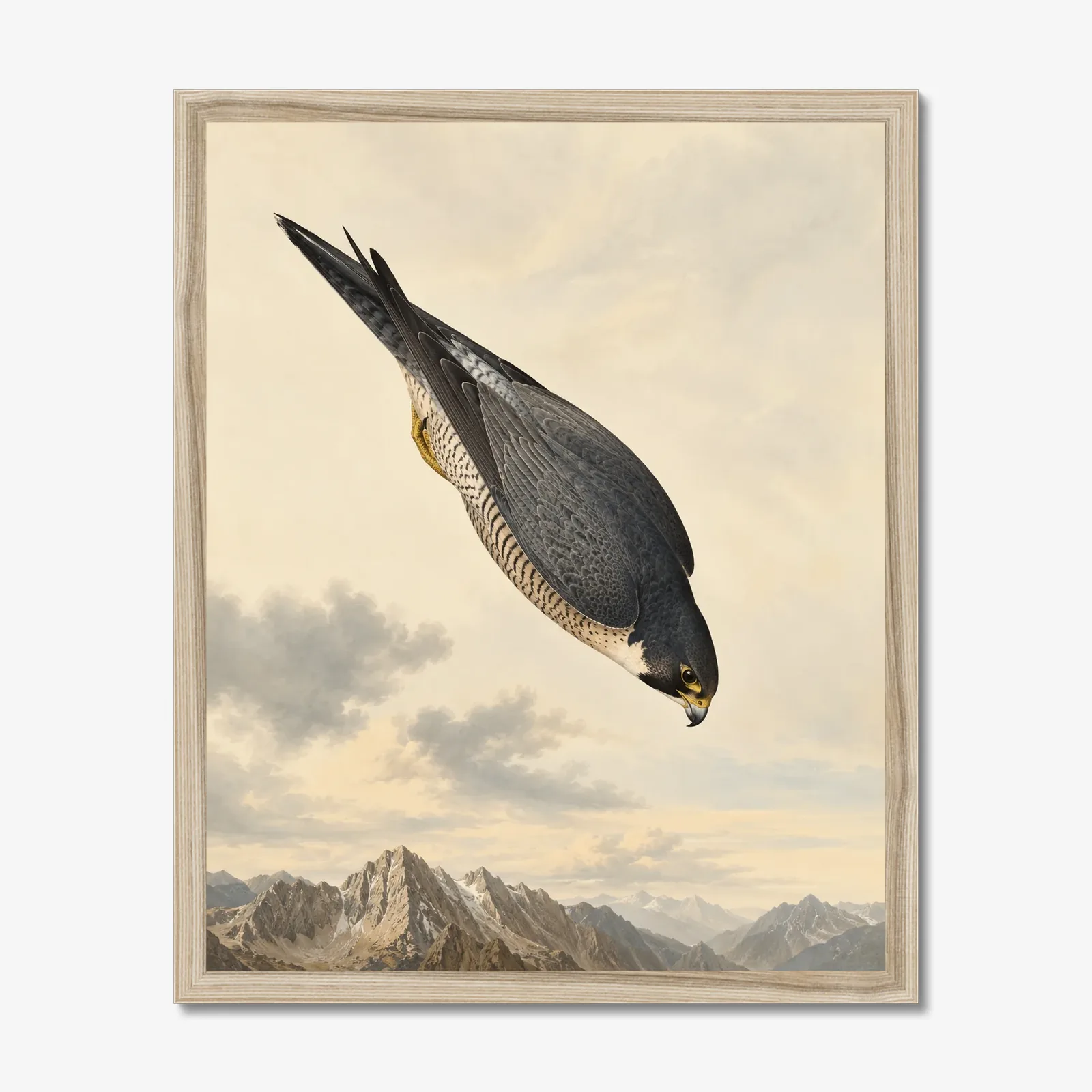 Peregrine Falcon Print in a natural frame