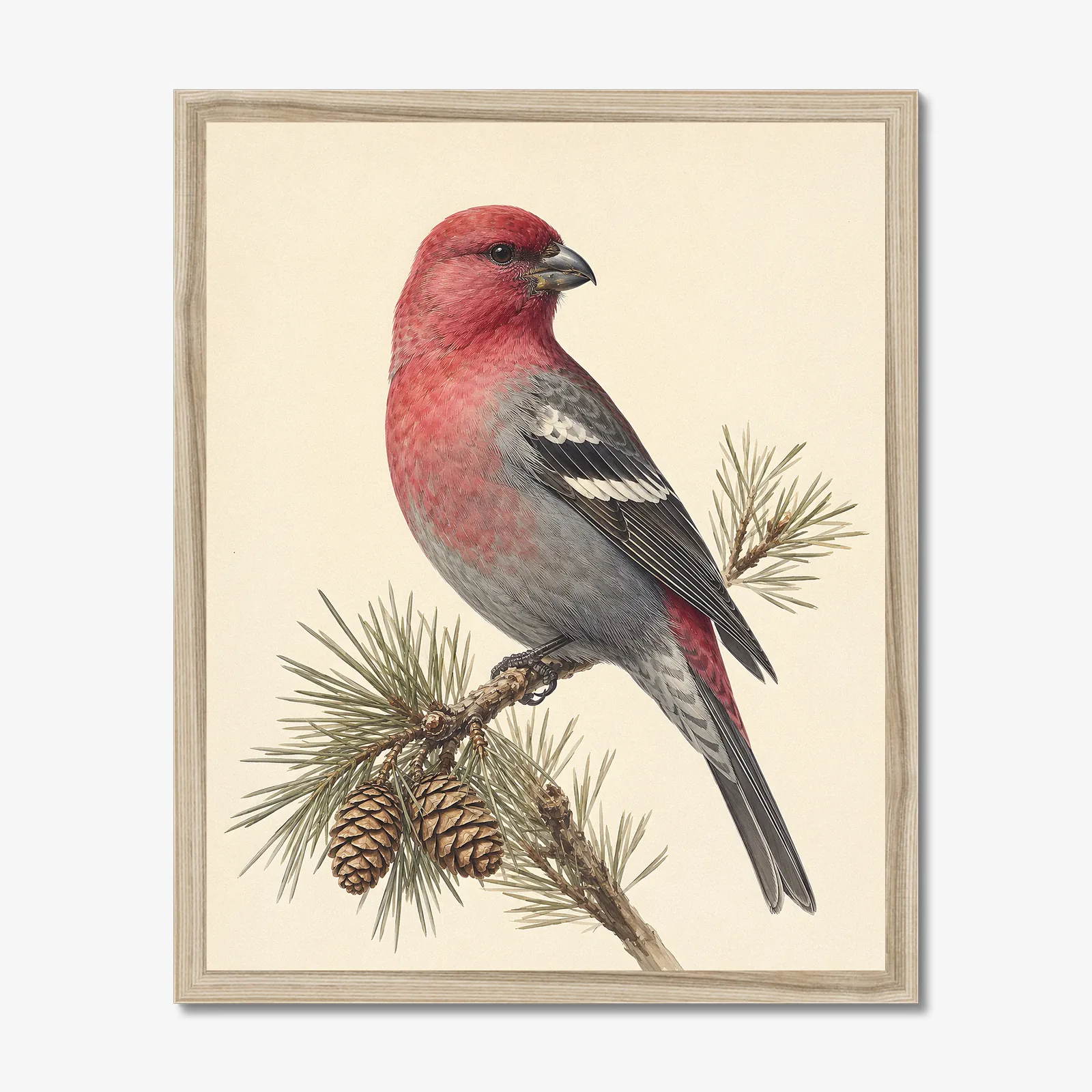 Pine Grosbeak Print in a natural frame