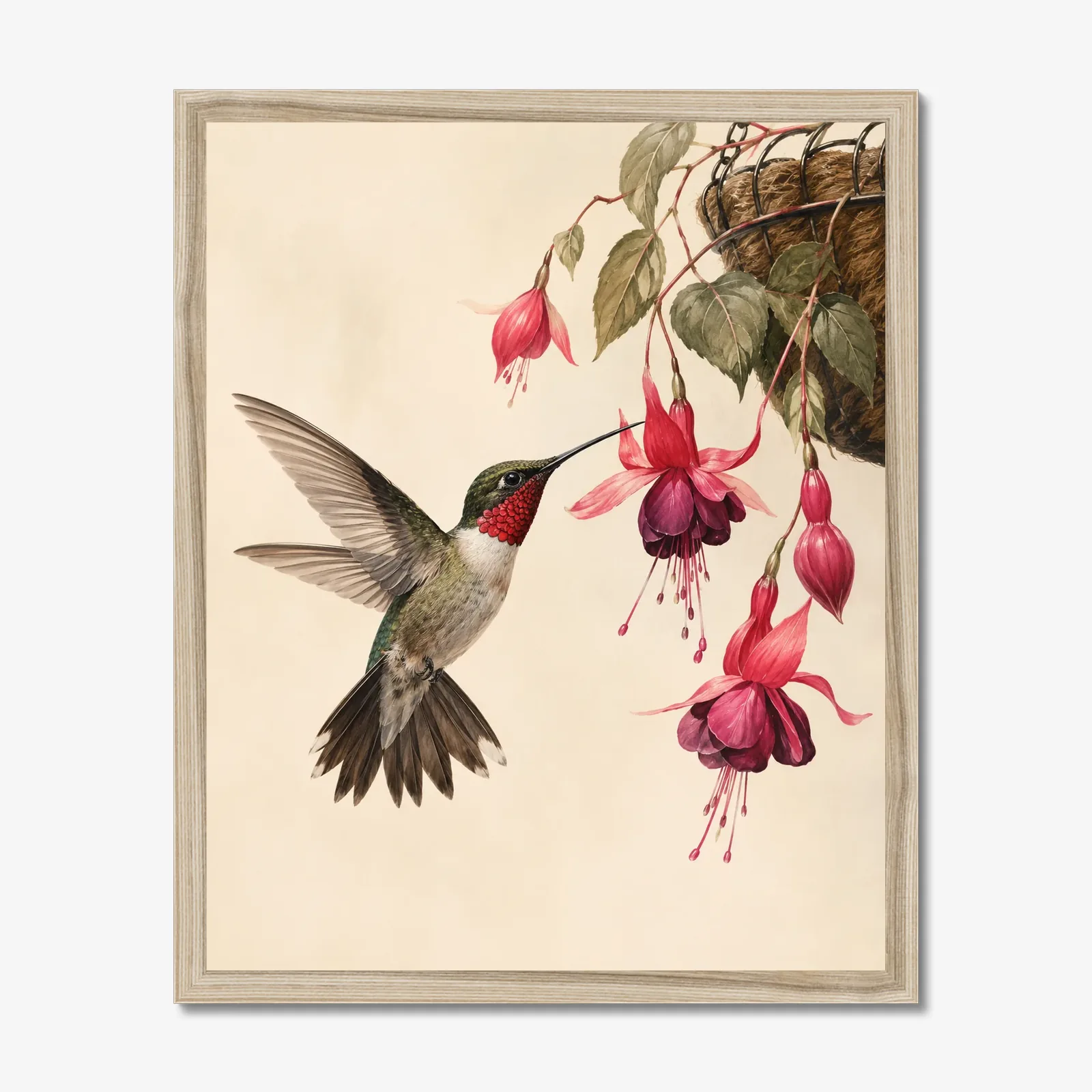 Ruby-throated Hummingbird at Fuchsia Print in a natural frame