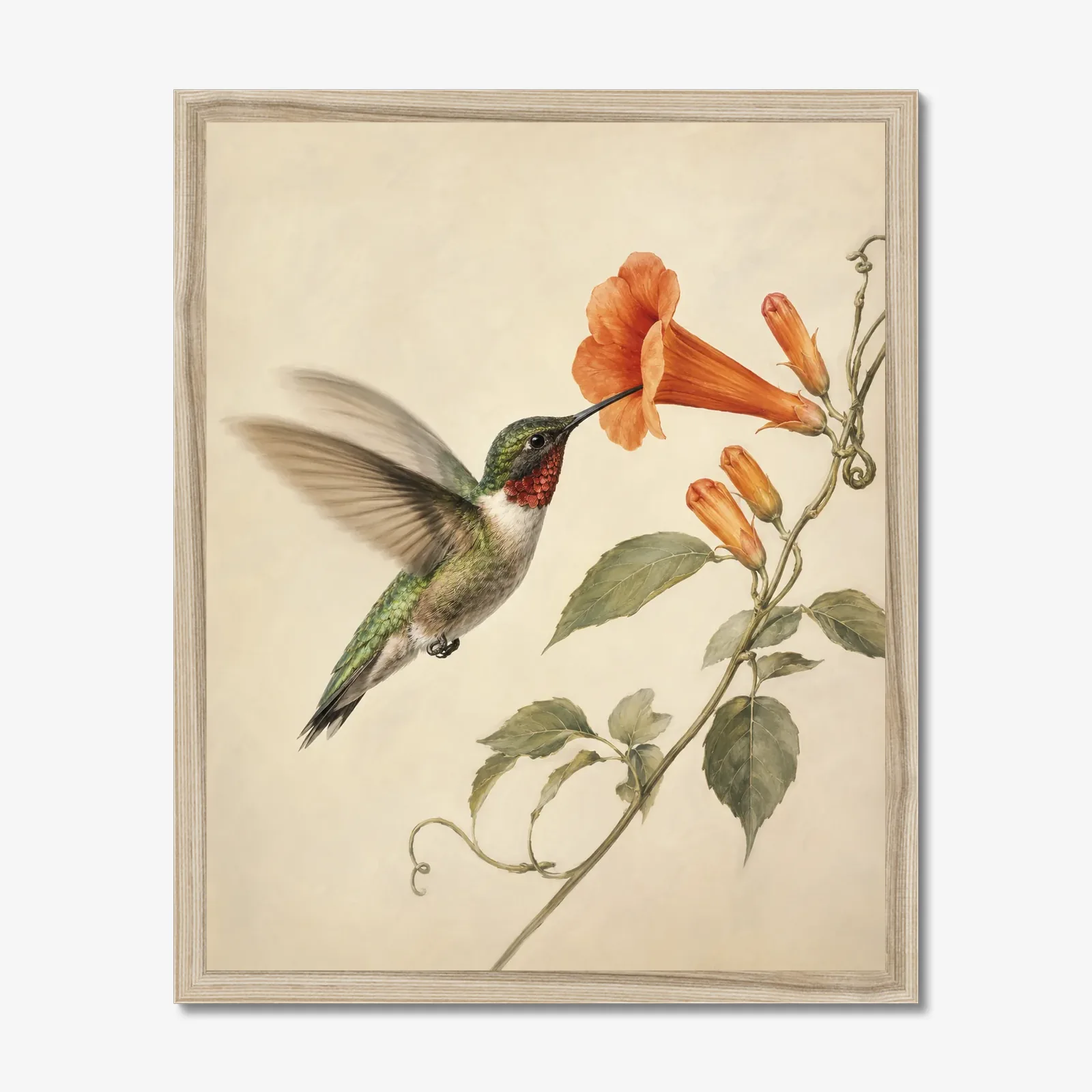 Ruby-throated Hummingbird at Trumpet Vine Print in a natural frame