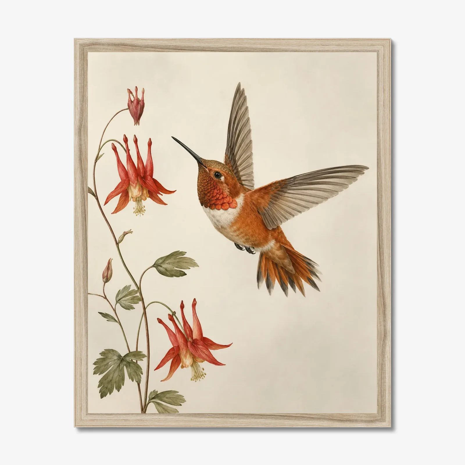 Rufous Hummingbird Print in a natural frame