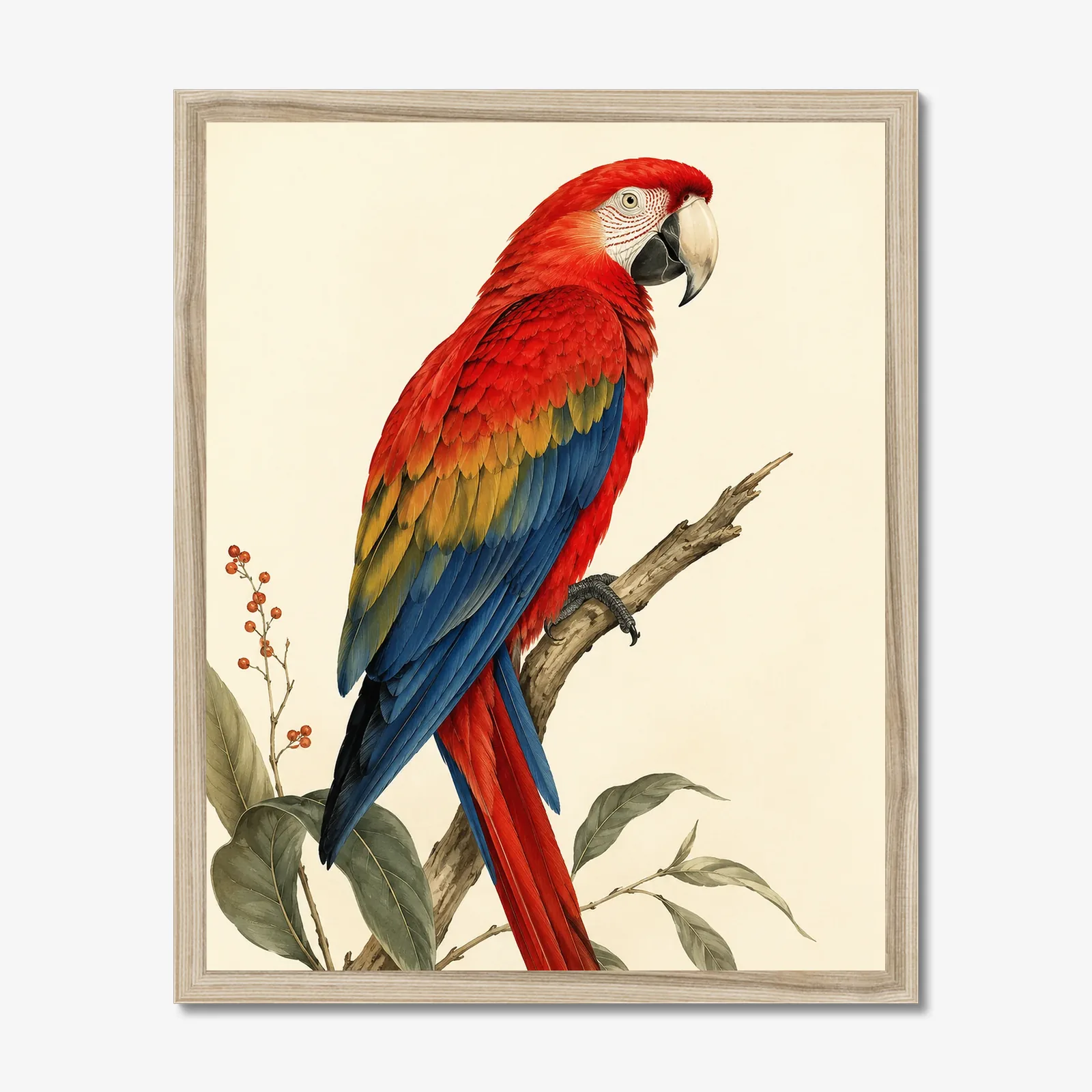 Scarlet Macaw Print in a natural frame