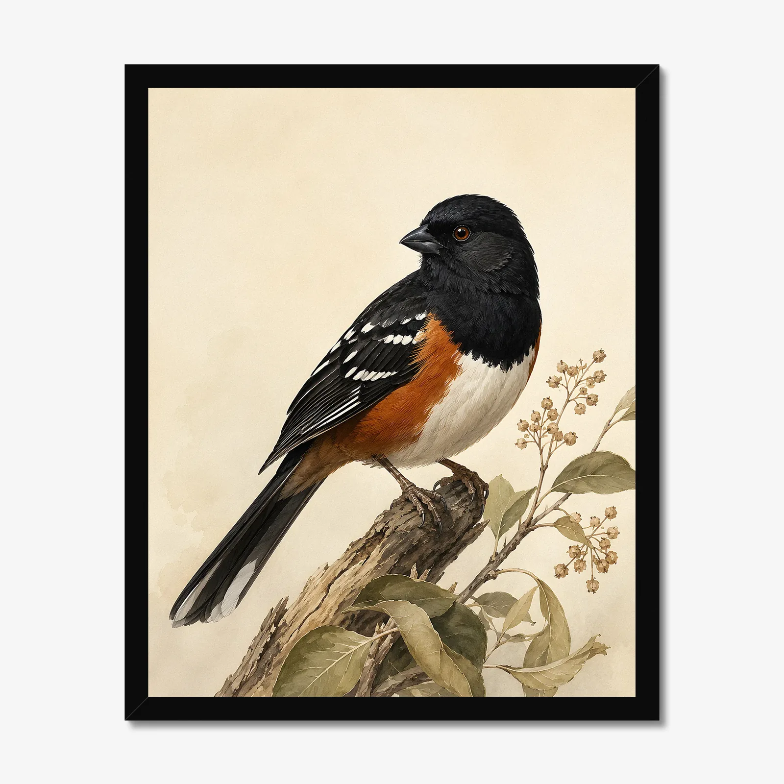 Spotted Towhee Print in a black frame