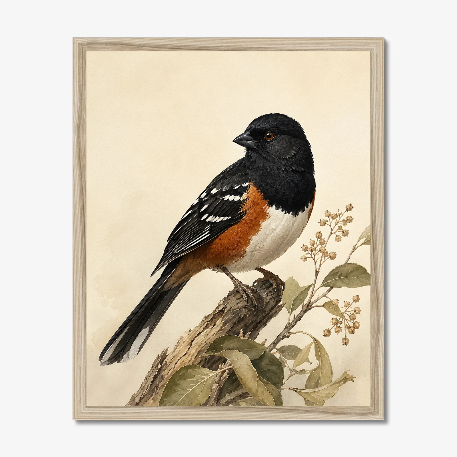 Spotted Towhee Print in a natural frame