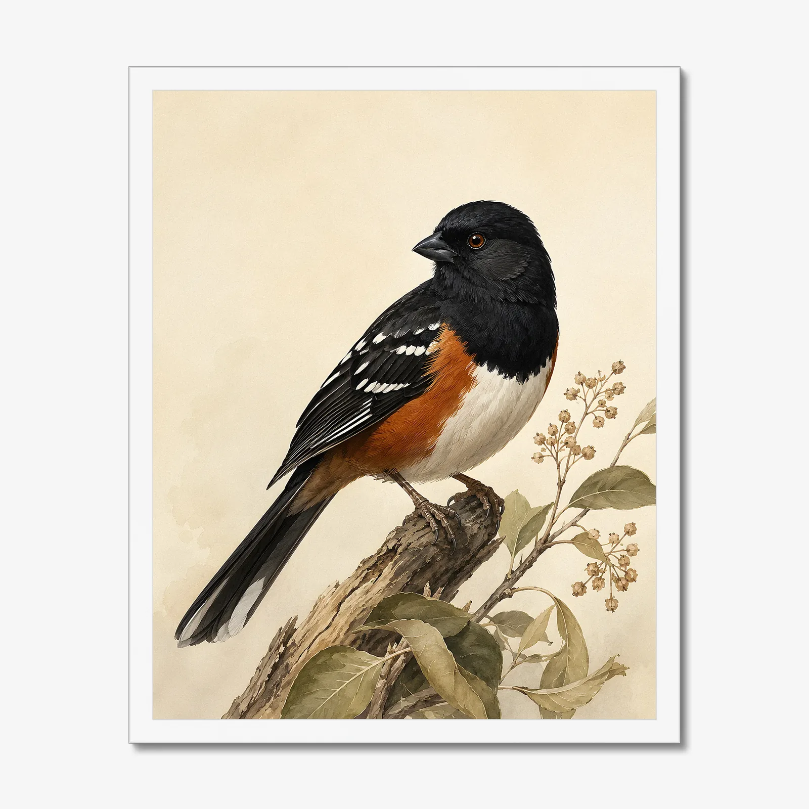 Spotted Towhee Print in a white frame