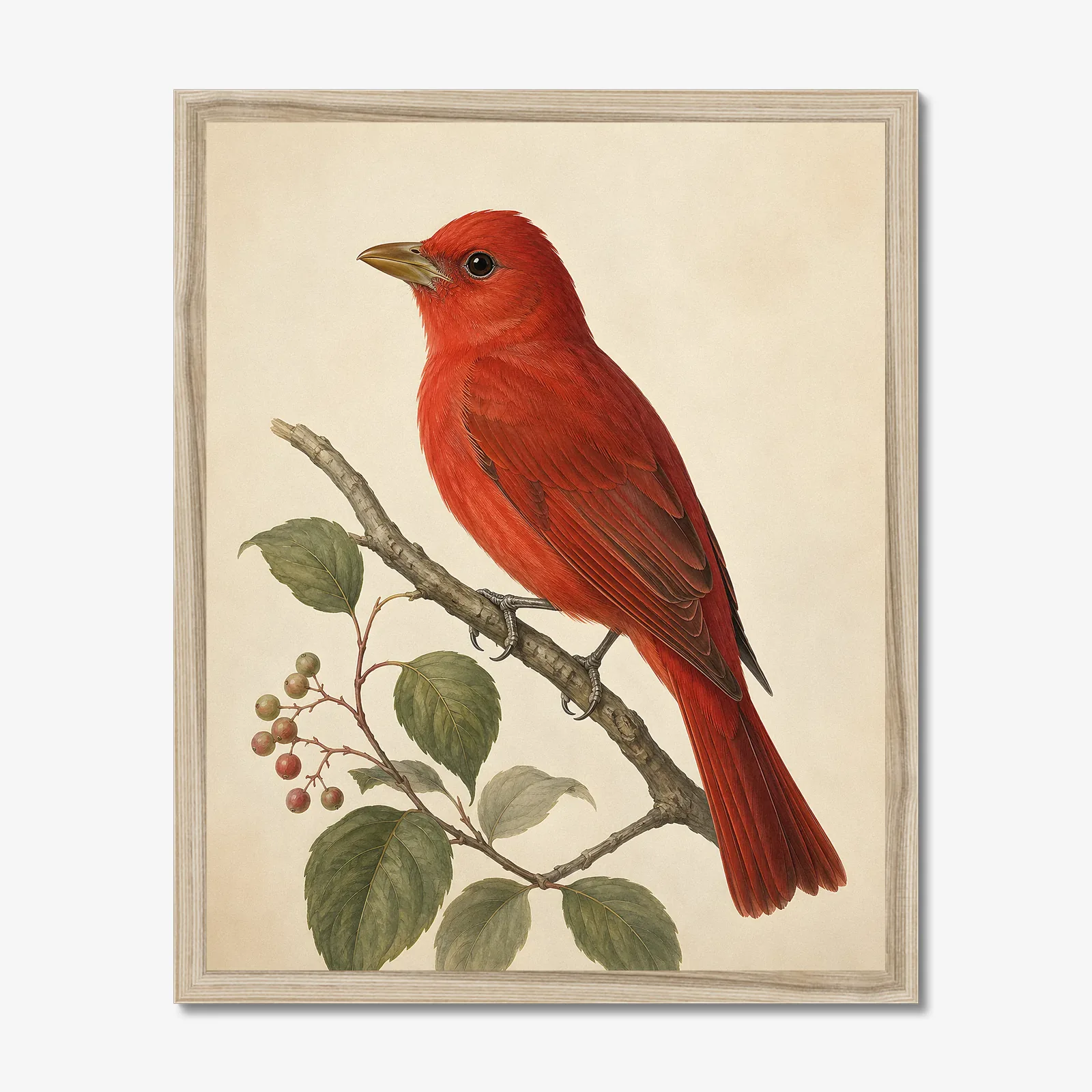 Summer Tanager Print in a natural frame