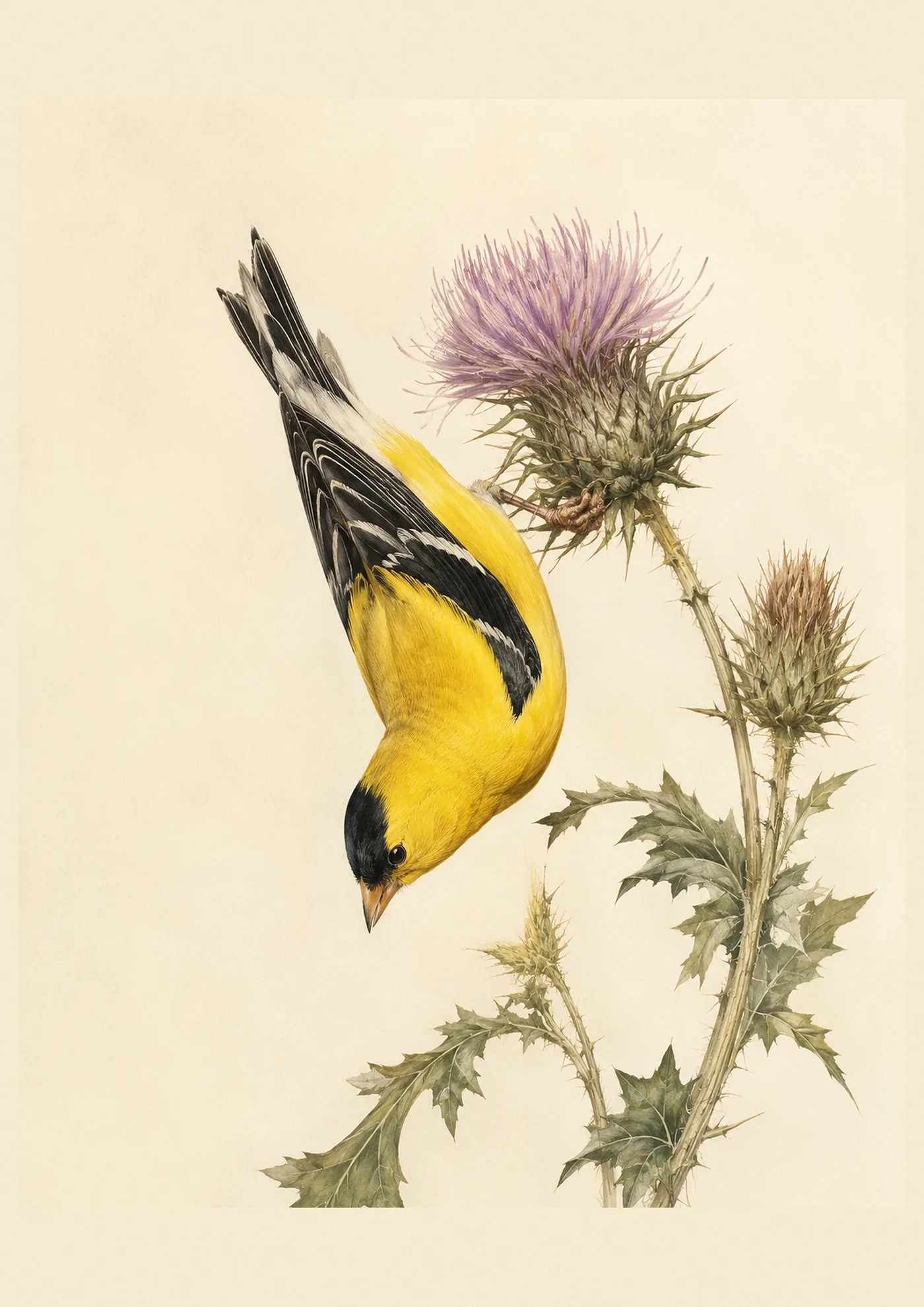 Audubon-style fine-art print of an American Goldfinch perched on a thistle