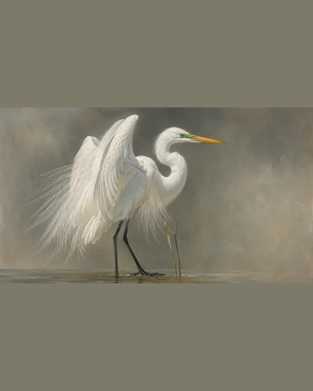 Fine-art plate of a Great Egret in breeding display, white plumes lifted, in the Audubon style