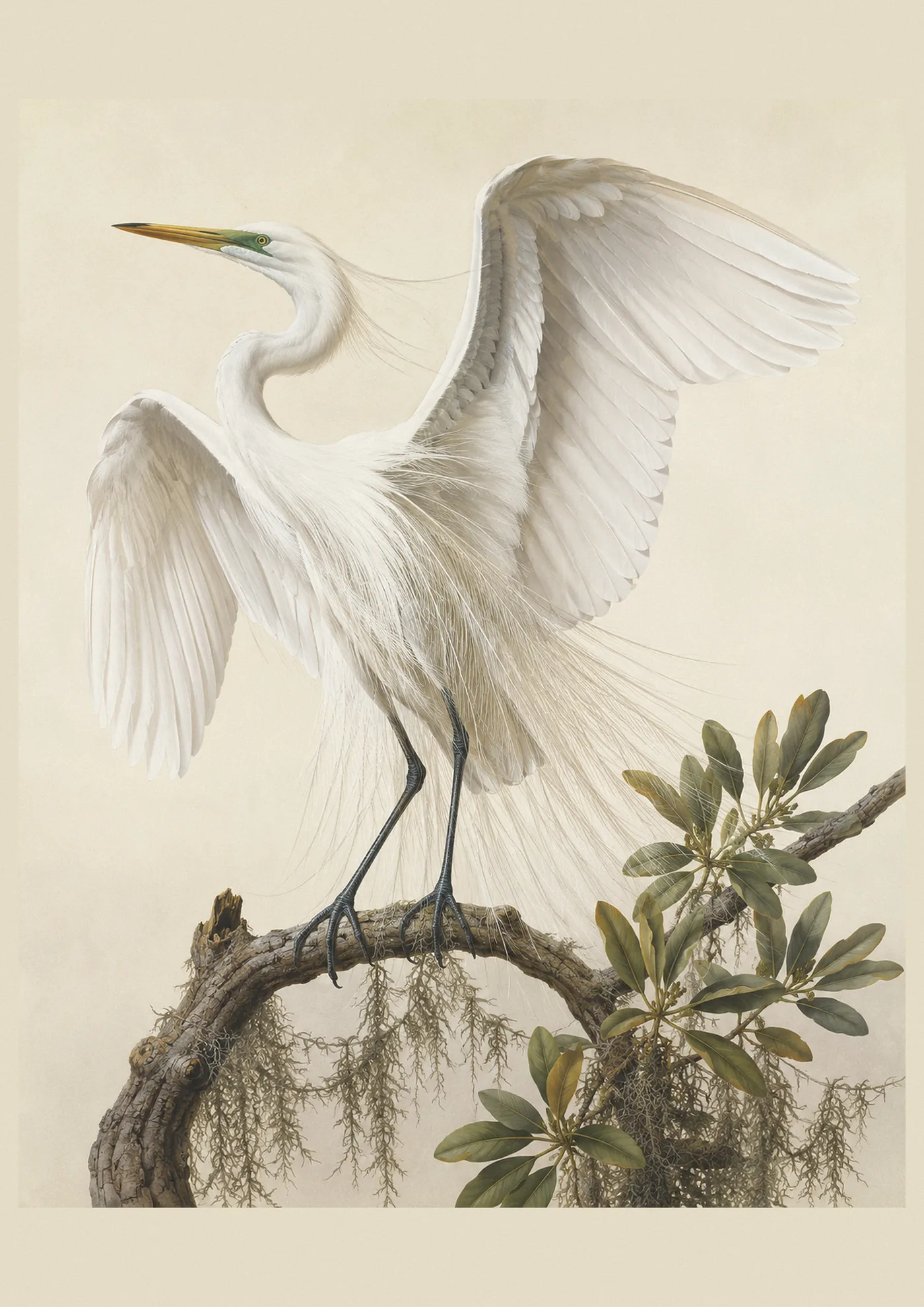 Audubon-style fine-art print of a Great Egret with its wings raised