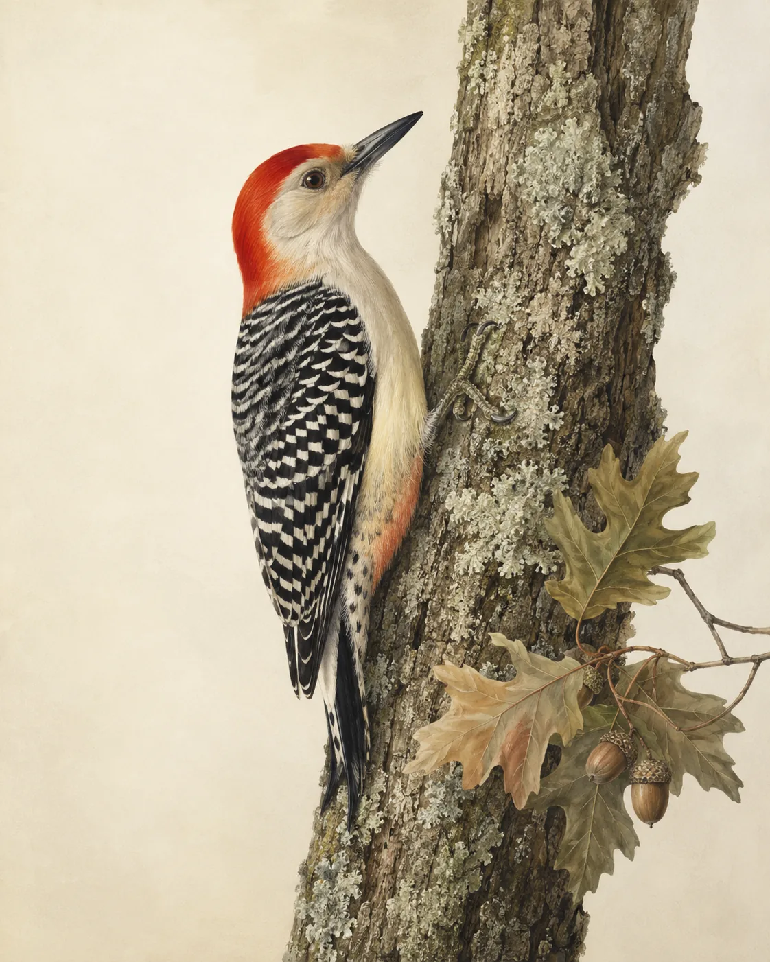 Fine-art print of a Red-bellied Woodpecker climbing an oak trunk, in the Audubon style