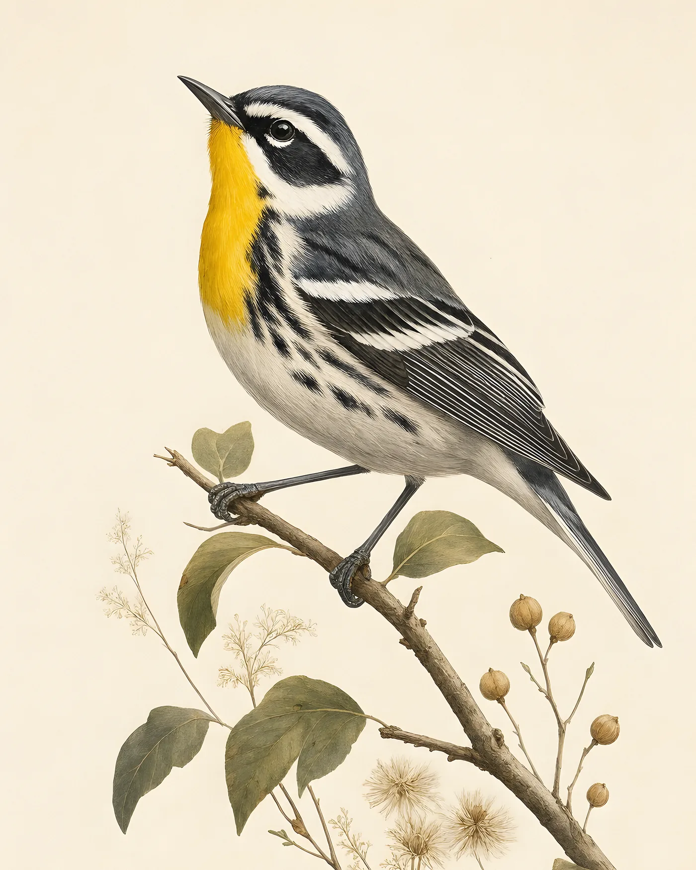 Fine-art Yellow Throated Warbler print in the Audubon style