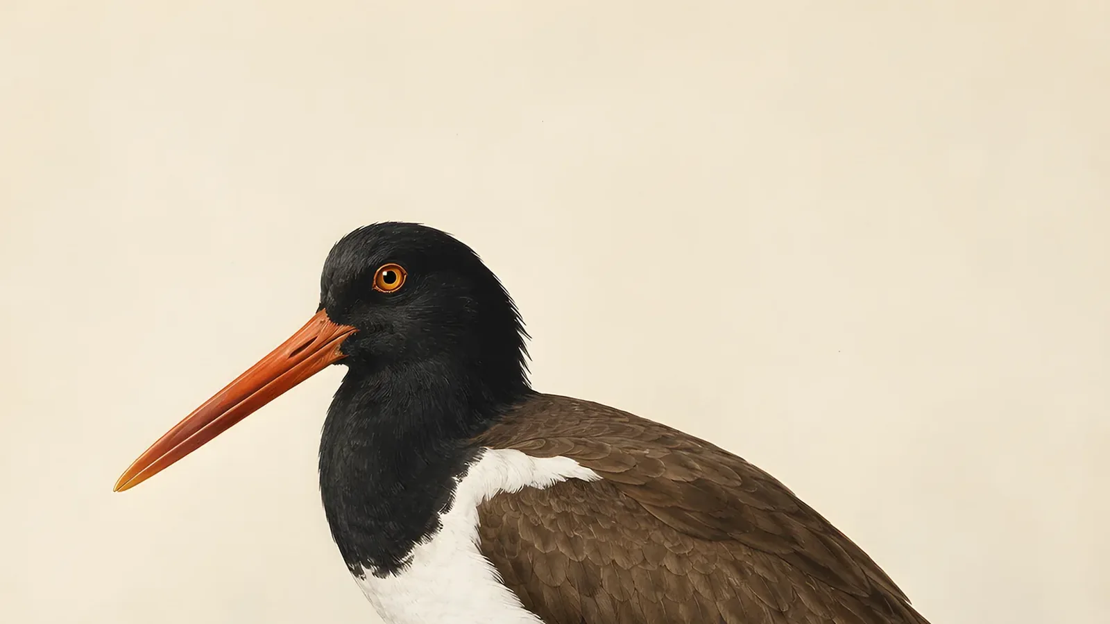 American Oystercatcher standing over a mussel bed, orange blade-like bill angled down, in the Audubon style