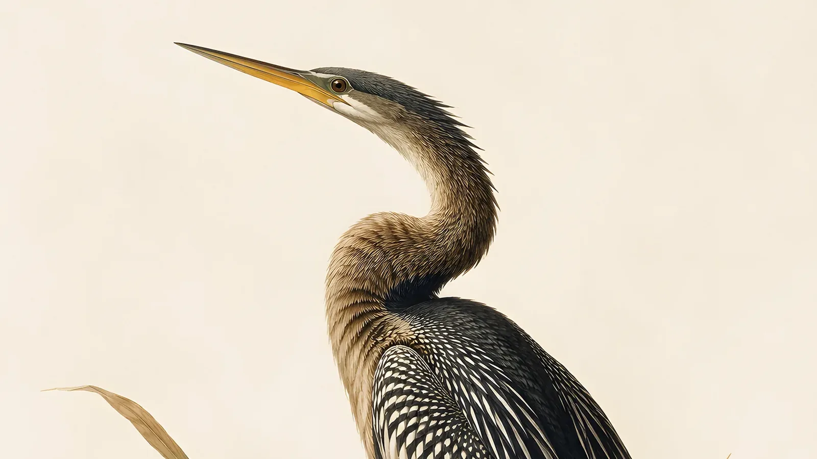 Male Anhinga perched on a cypress snag with wings spread wide to dry, in the Audubon style