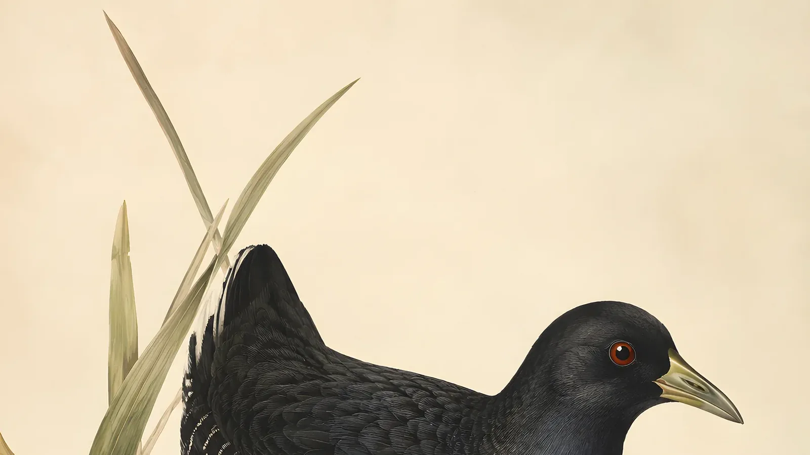 Black Rail standing in dense saltmarsh grass, slate-grey with white speckles and chestnut nape, red eye catching the light, in the Audubon tradition