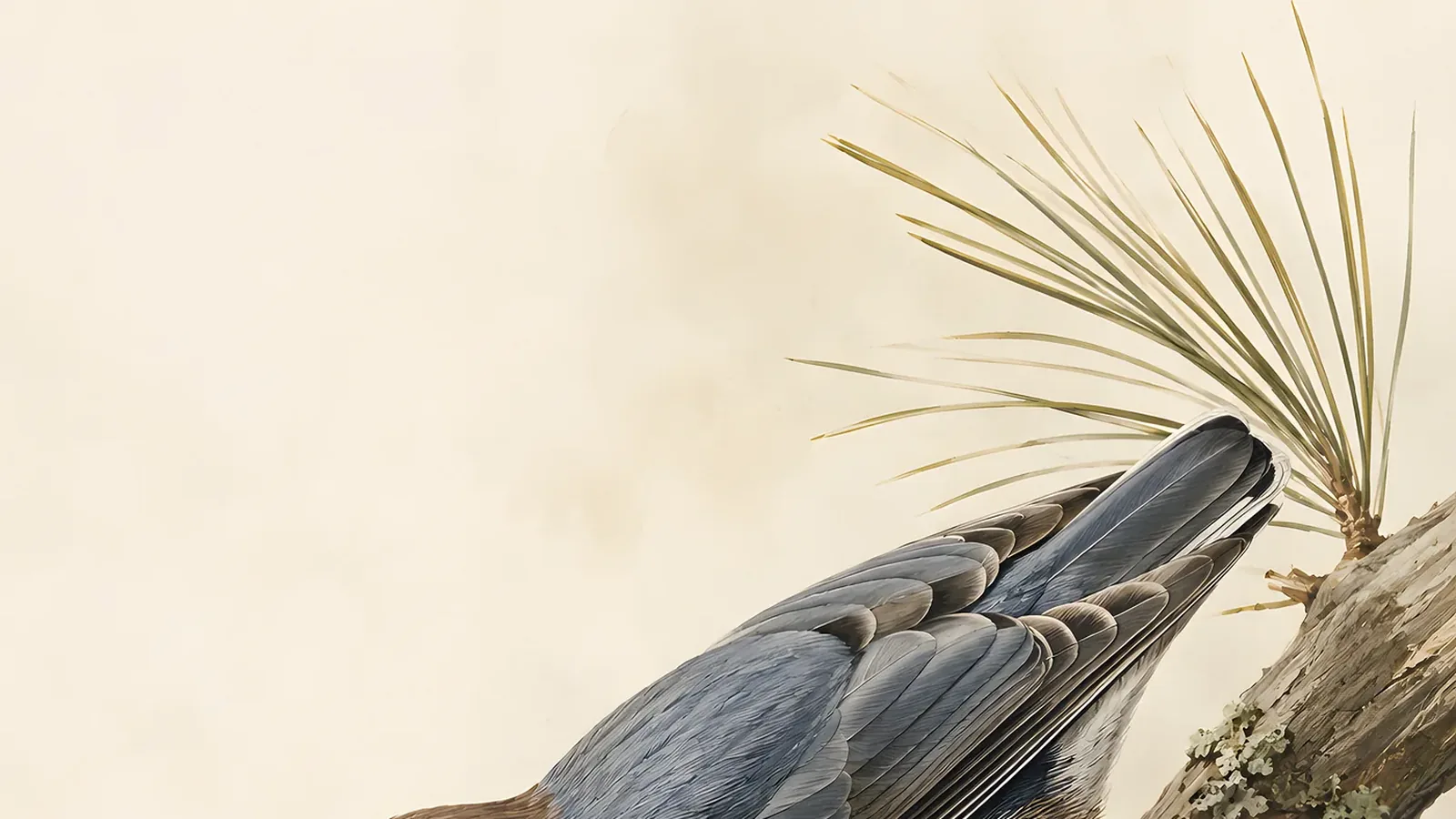 Brown-headed Nuthatch gripping a pine trunk with a bark flake in its bill, in the Audubon style