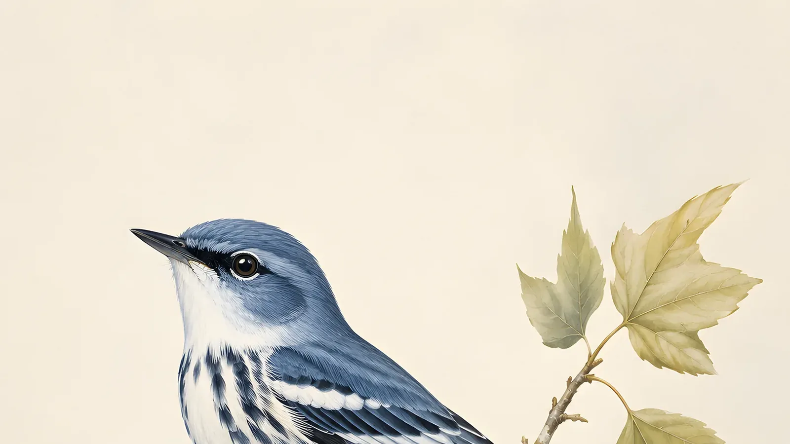 Cerulean Warbler male perched on a high oak limb in breeding plumage, cerulean blue back and white breast with dark necklace visible, in the Audubon style