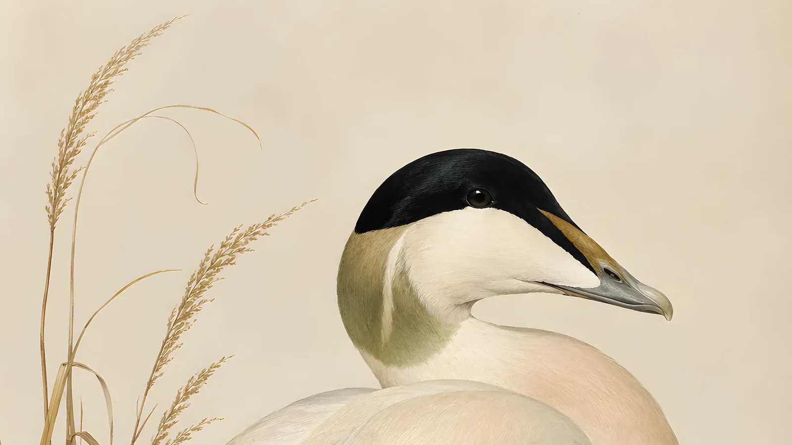 Male Common Eider drake on open sea, bold black and white plumage with pale green nape, in the Audubon style