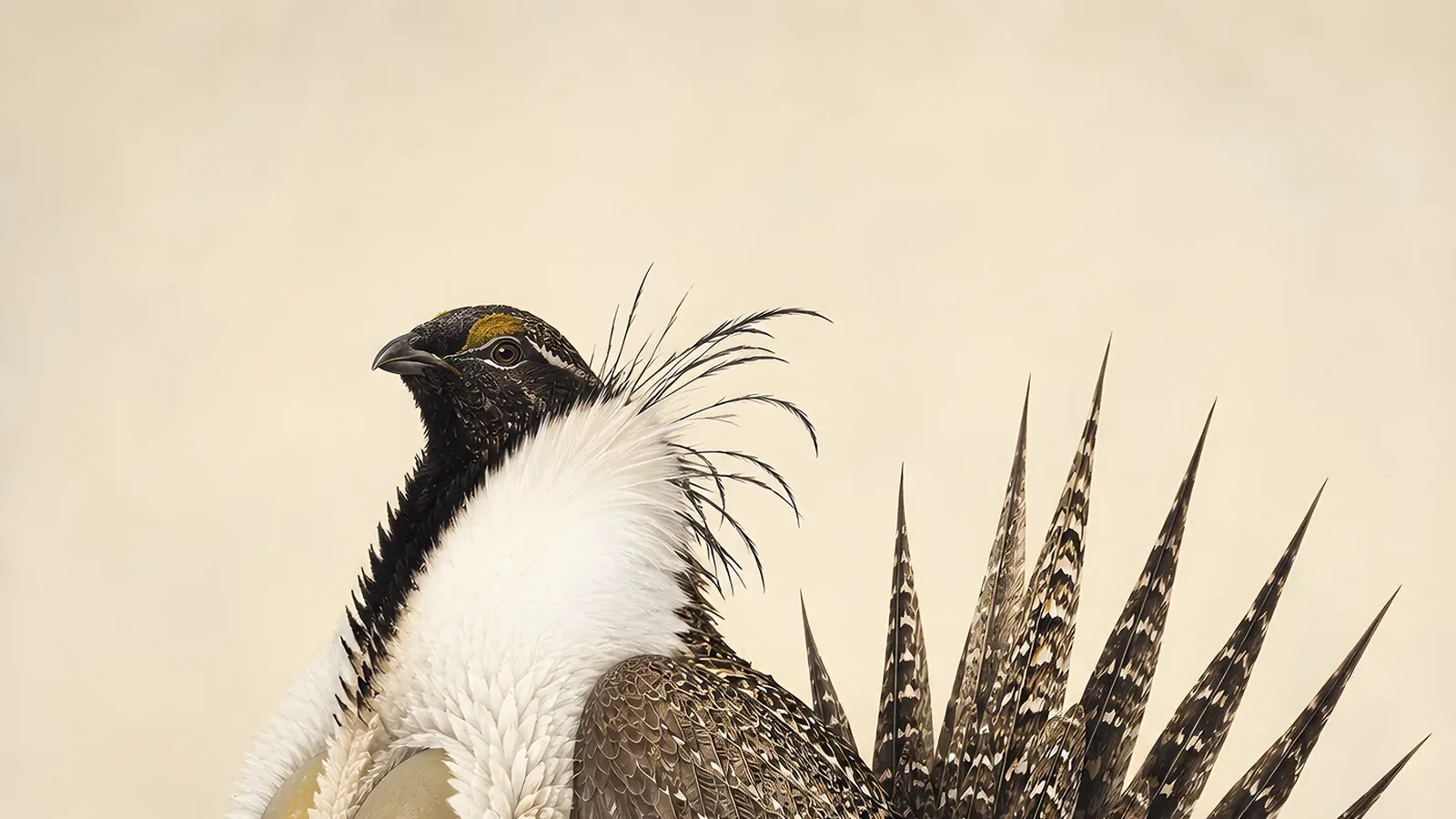 Greater Sage-Grouse male in display, air sacs inflated, in the Audubon style