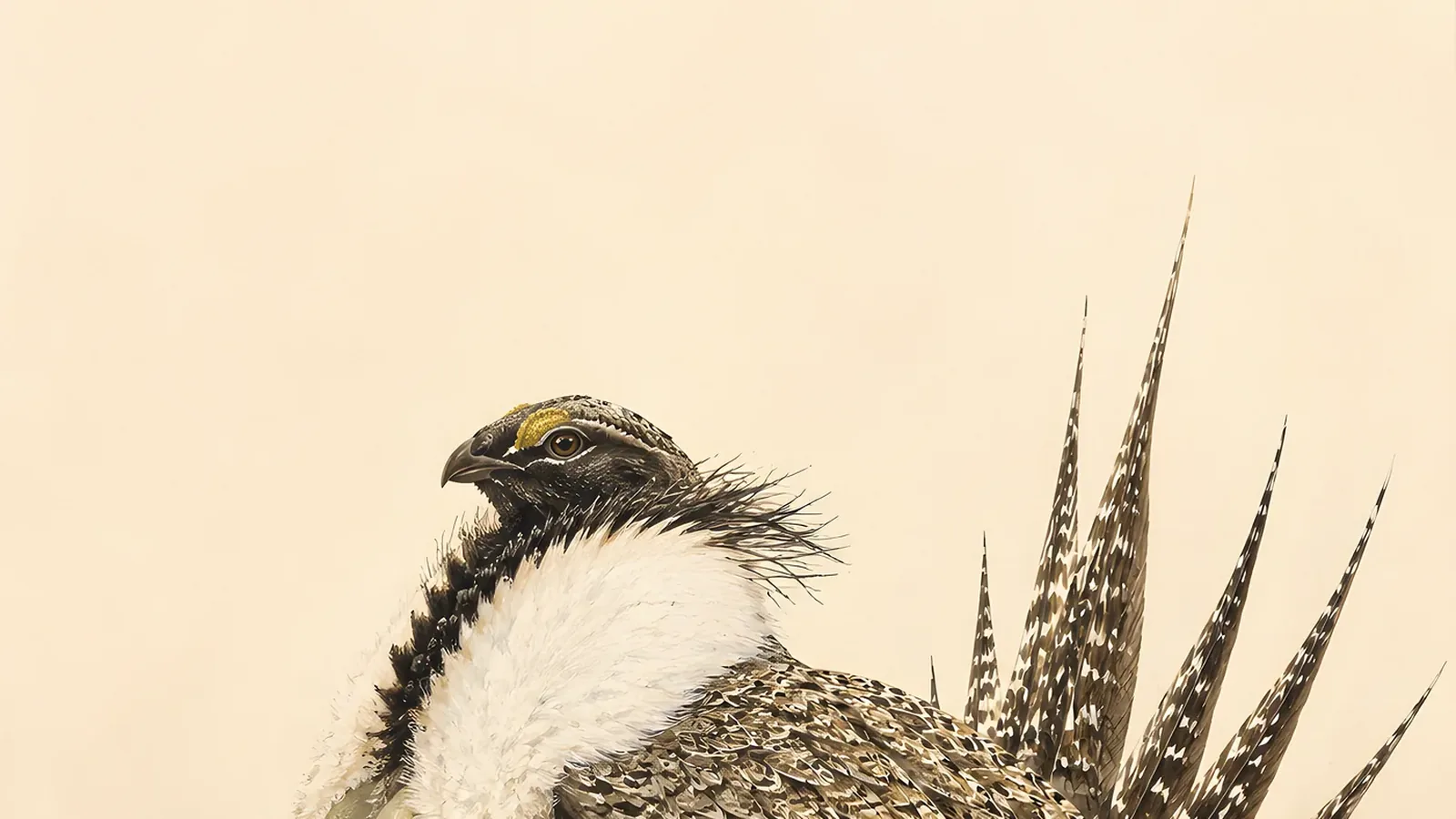 Male Gunnison Sage-Grouse in full lek display, filoplume ponytail thrown forward, yellow air sacs inflated, on a sagebrush flat in the Audubon style