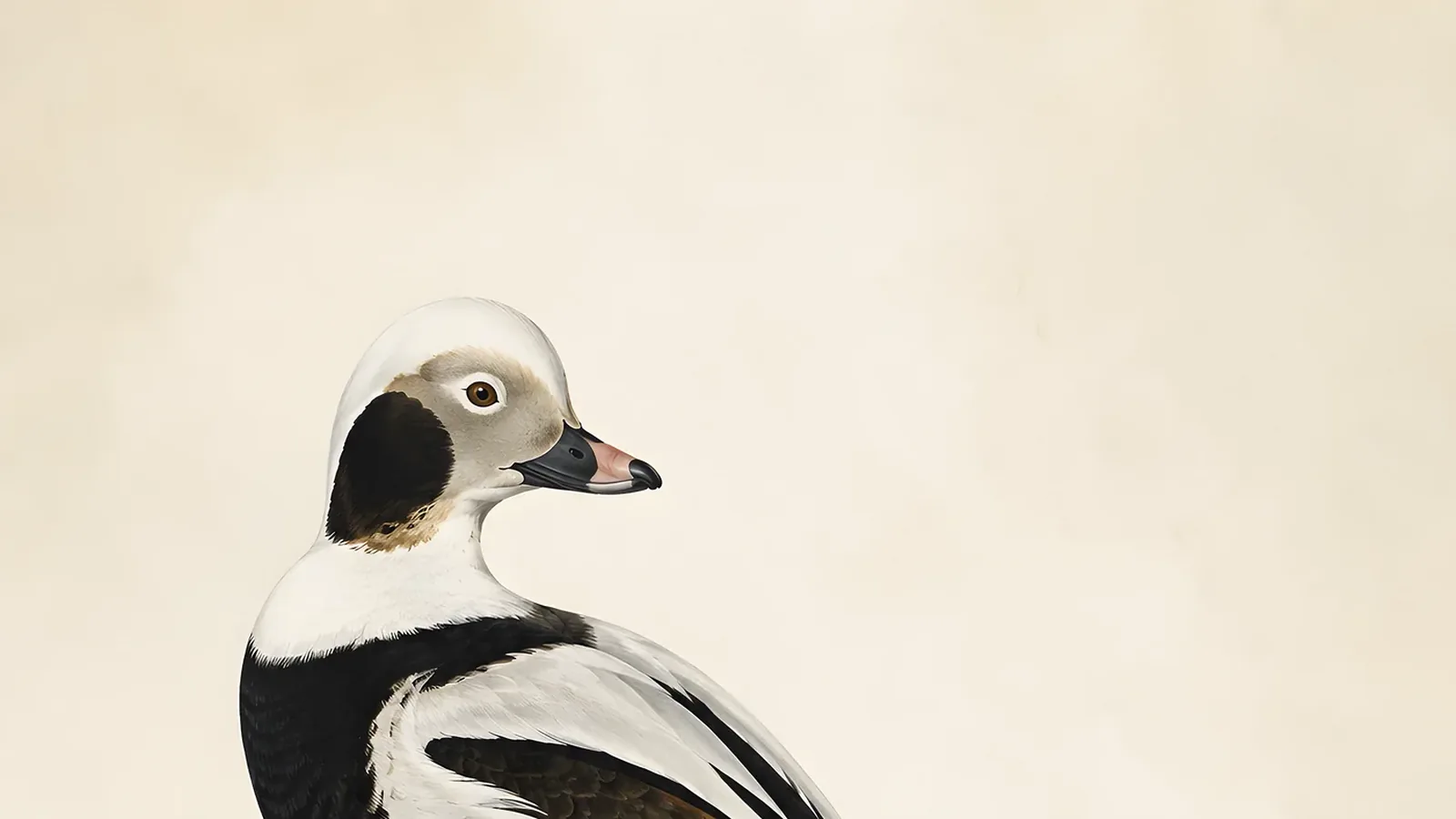 Male Long-tailed Duck drake on winter sea, bold black and white plumage with long needle-like central tail feathers raised, in the Audubon style