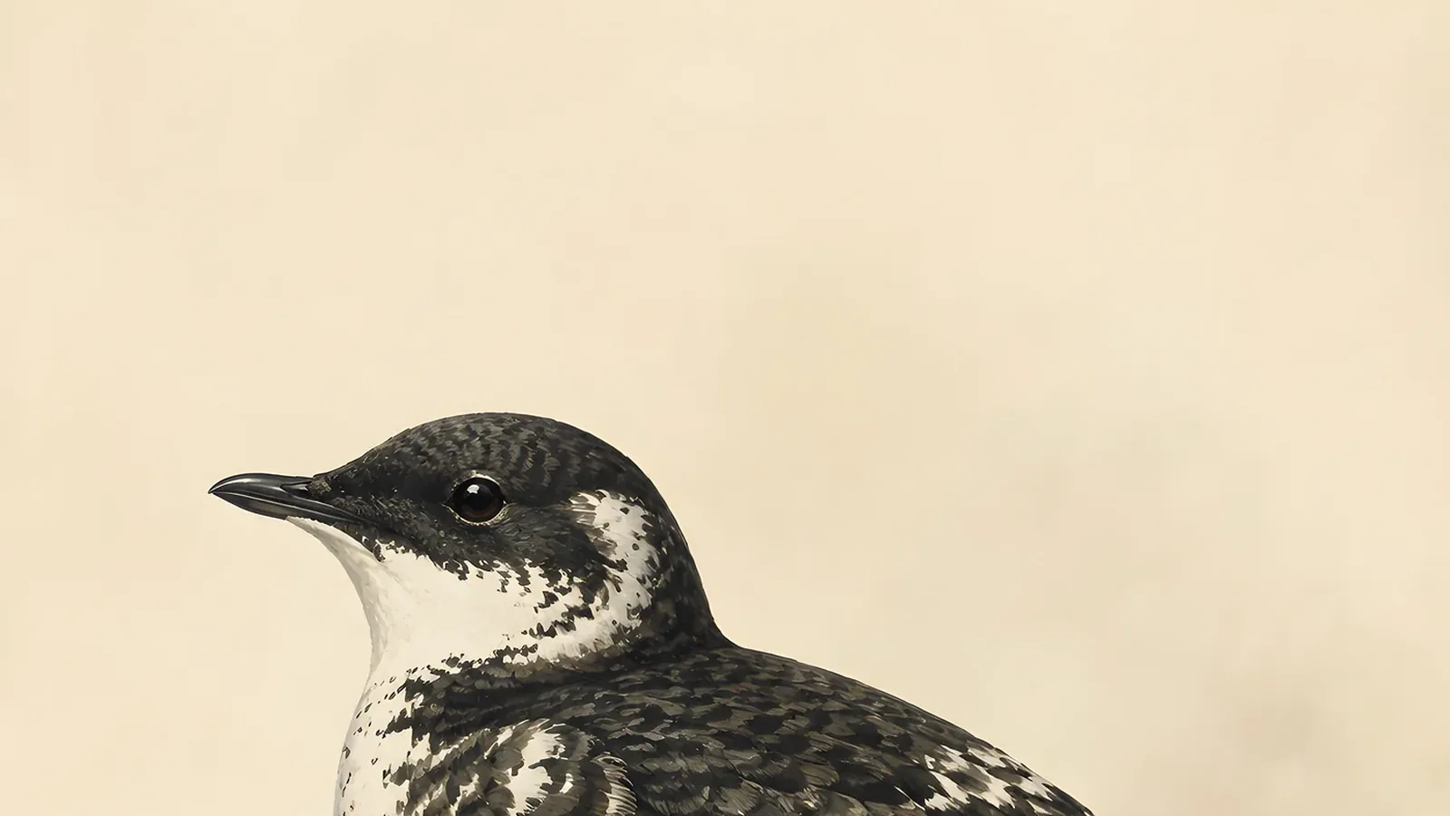 Marbled Murrelet in summer plumage, a small brown-mottled seabird with a slender dark bill, perched on a mossy old-growth branch in the Audubon style