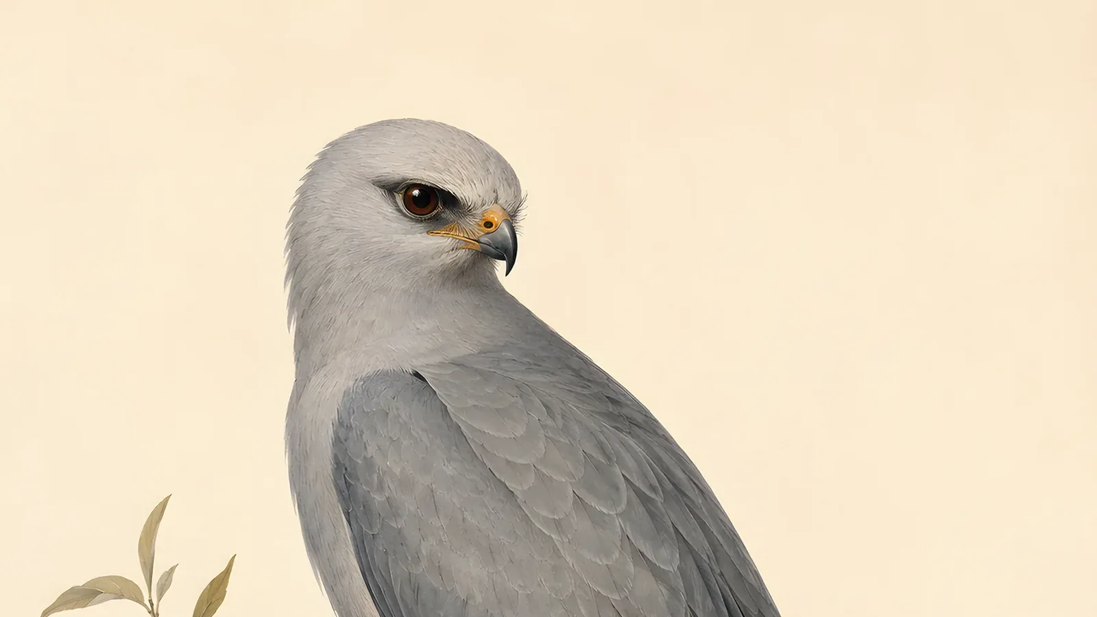 Mississippi Kite in pale grey adult plumage banking on pointed wings against a summer sky, in the Audubon style