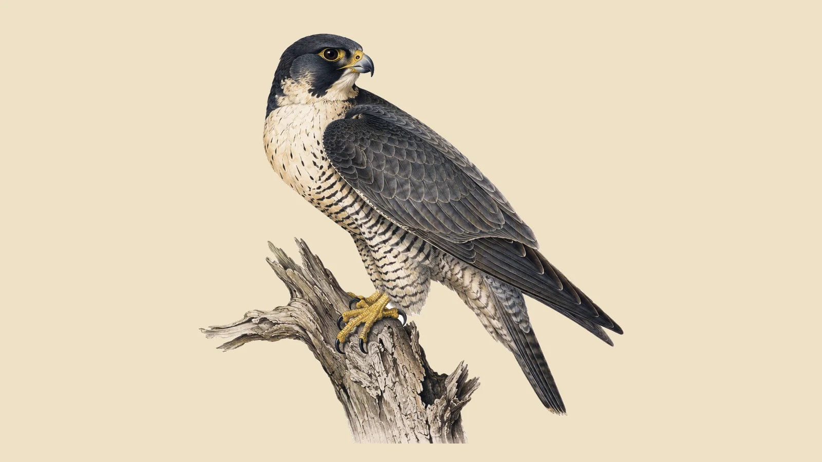 Peregrine Falcon stooping in a steep dive over a coastal cliff, in the Audubon style