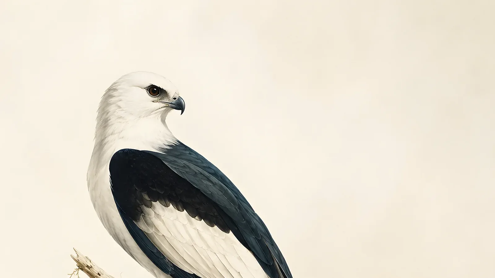 Swallow-tailed Kite in flight, deeply forked black tail spread, over a cypress swamp, in the Audubon style