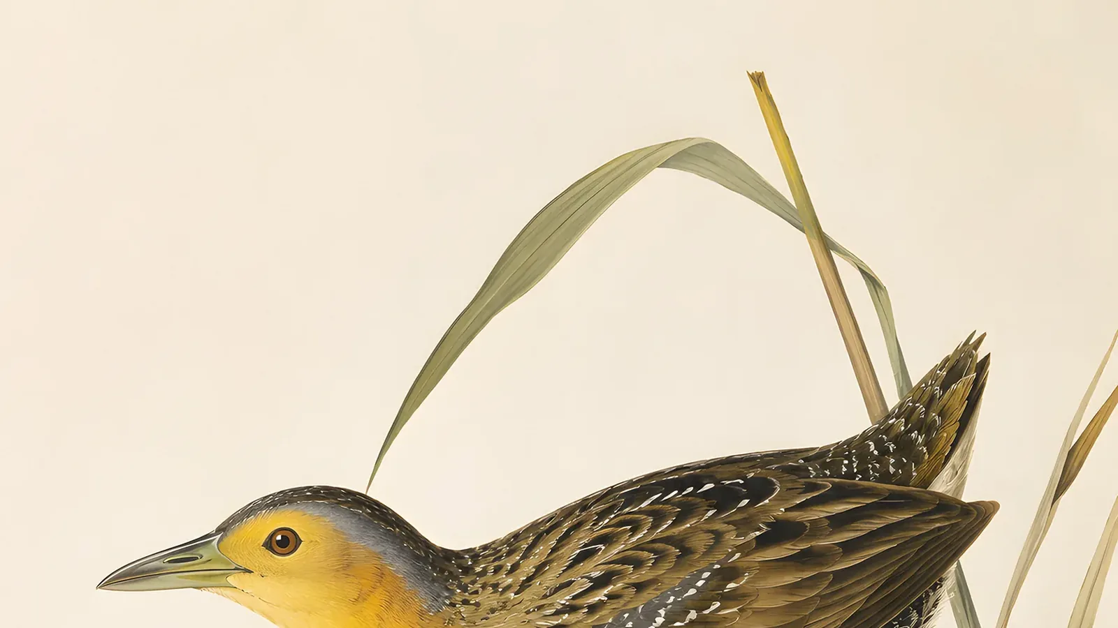 Yellow Rail standing among sedge stems in a wet meadow, in the Audubon tradition