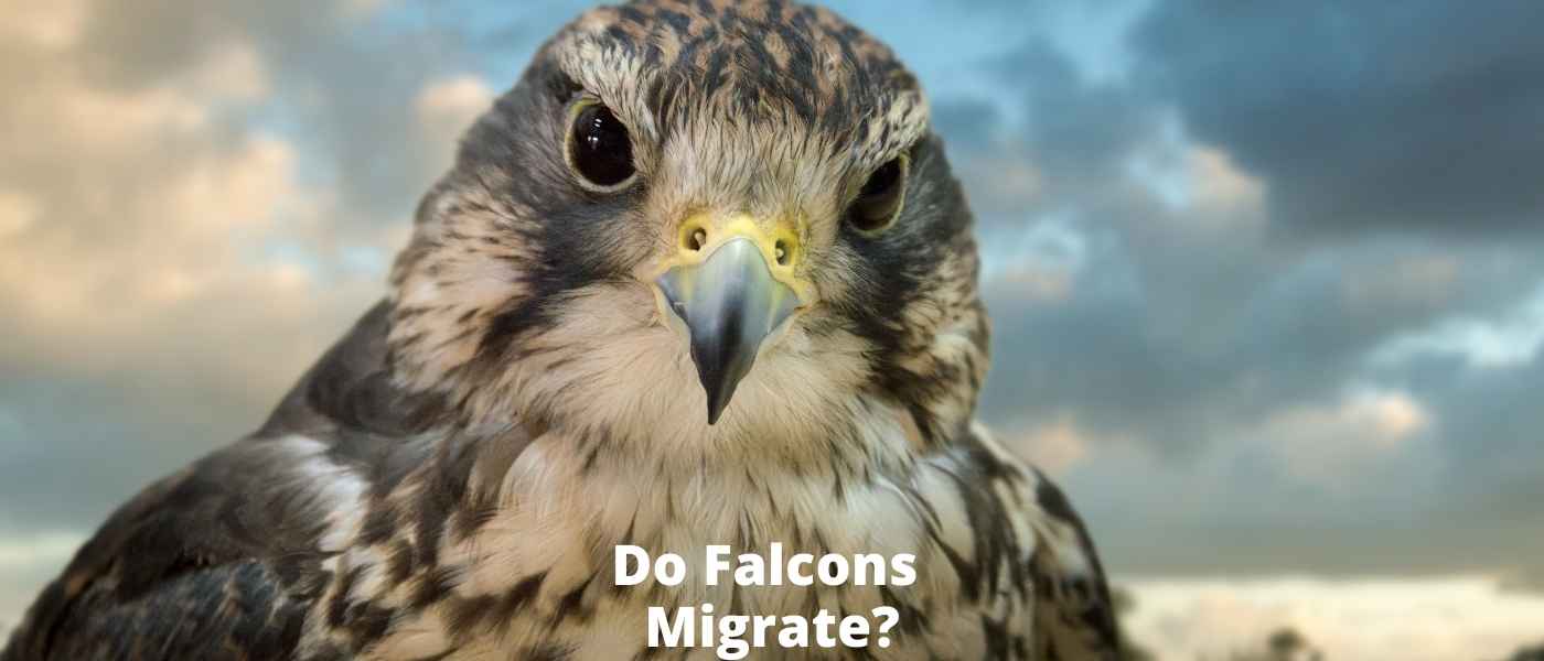Do Falcons Migrate?